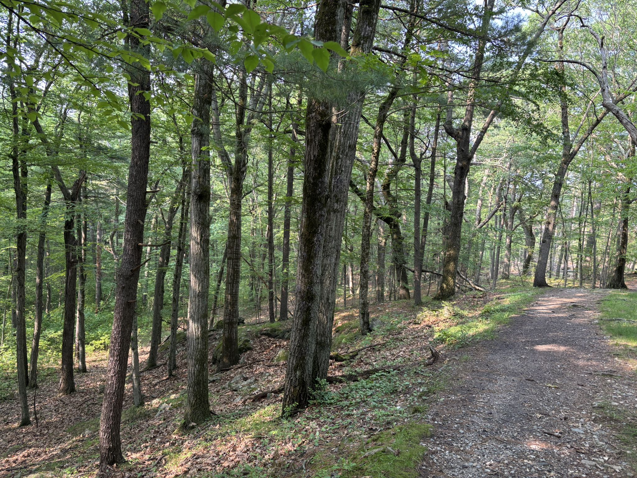 A sun-dappled dirt path winds through a dense, green forest. - Tri-Community Greenway