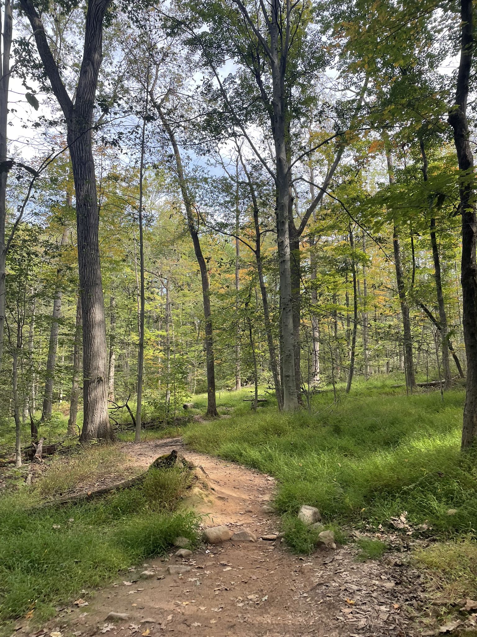 Winding dirt path through a lush green forest on a bright day. - Lenape and Rahway Trail Loop