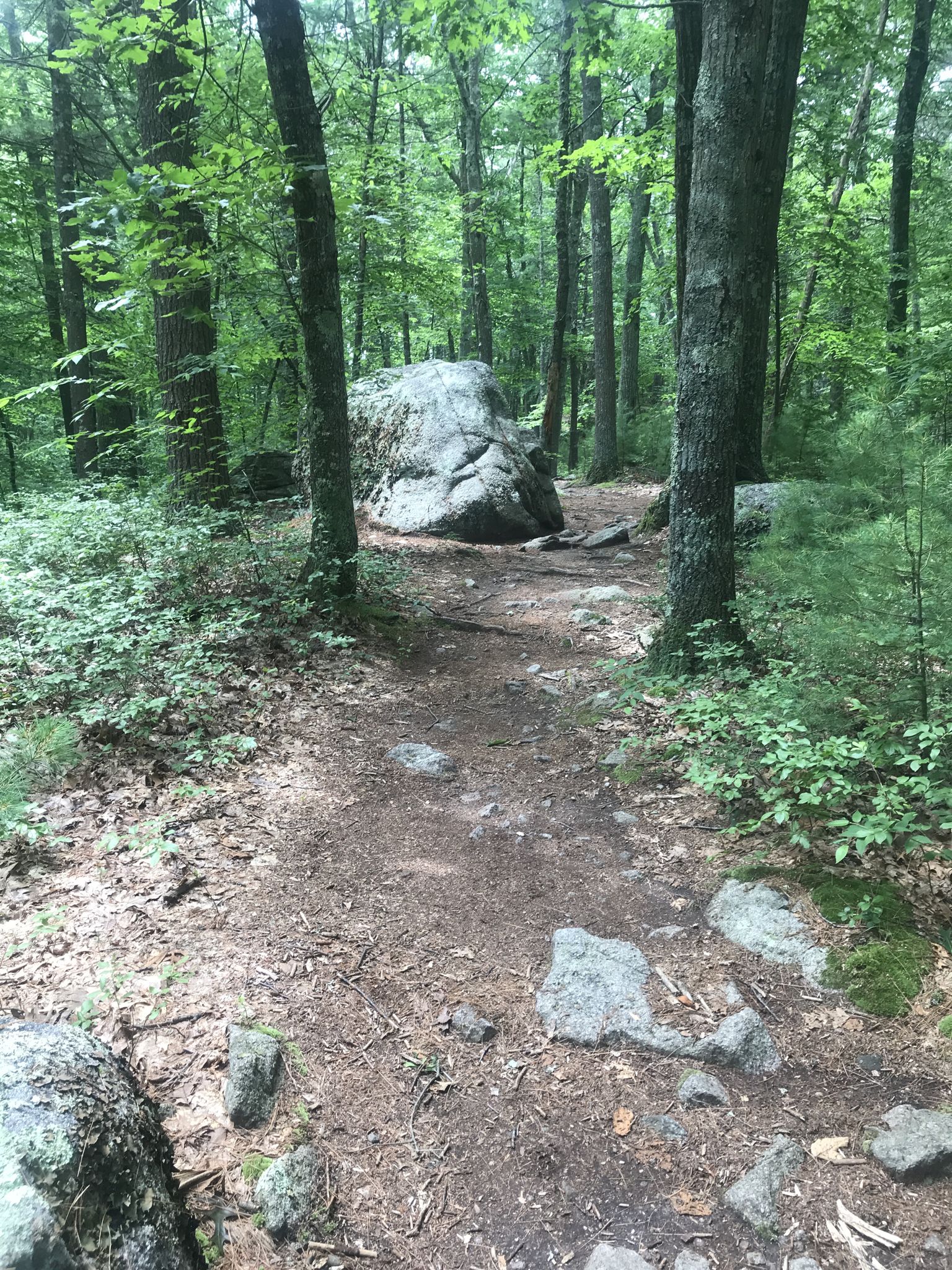 A dirt path winds through a dense forest with a large boulder. - Wolf Meadow Road, High Rock Road and Tupelo Trail Loop