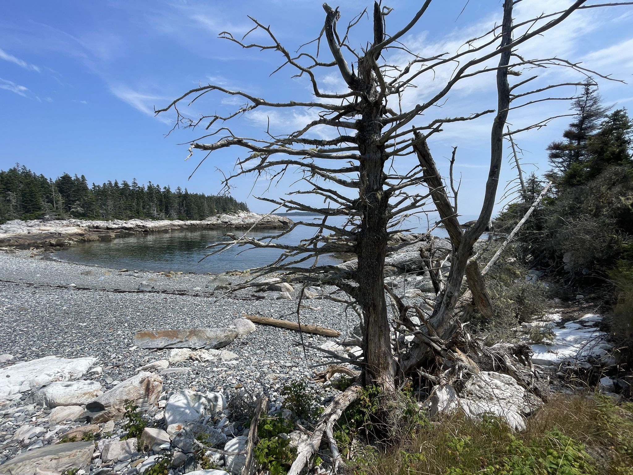 Rocky beach with dead trees, calm water, and distant forest under blue sky. - Duck Harbor Mountain and Western Head Loop