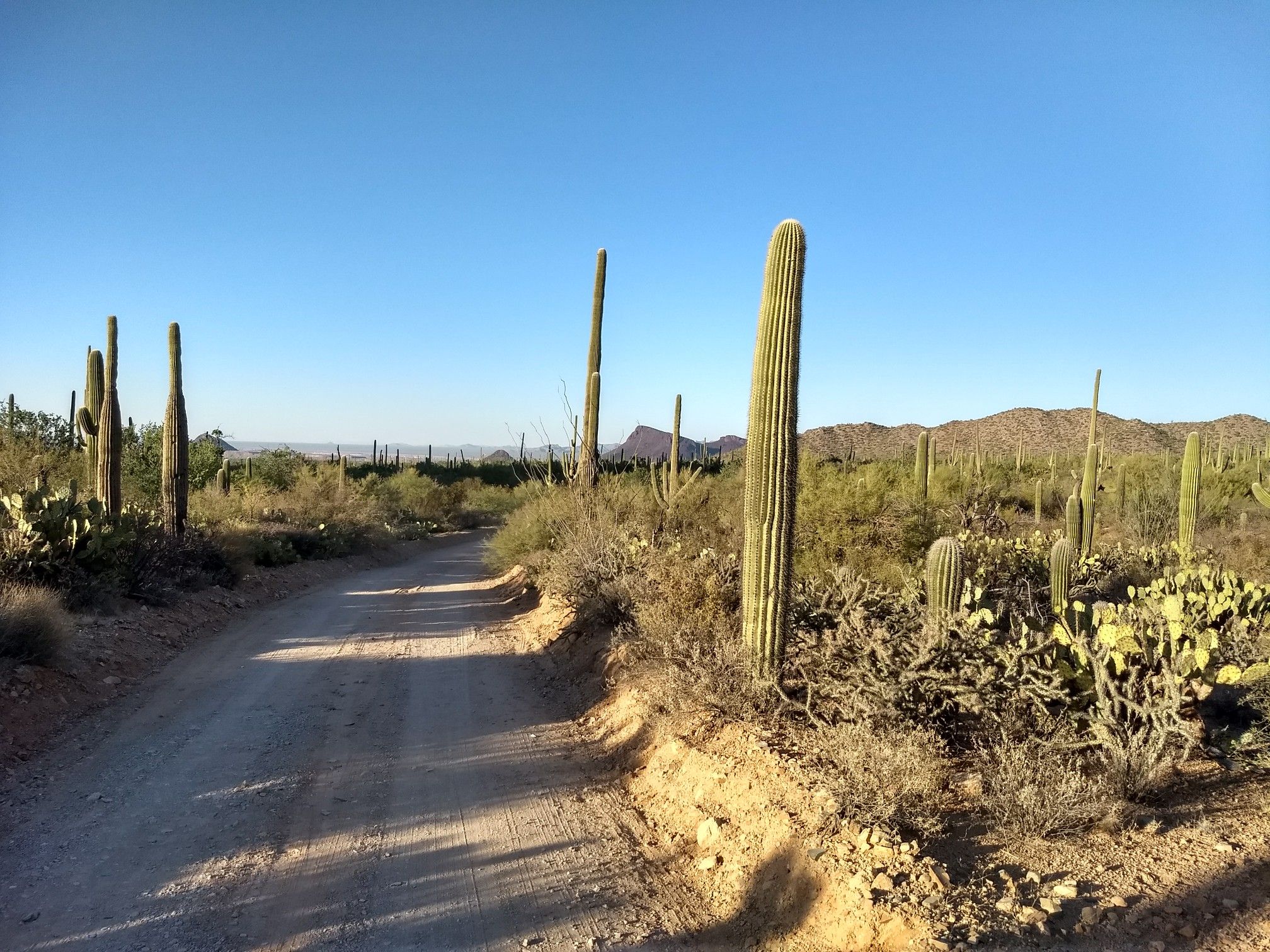 A wide dirt road passes saguaro cacti in a sunny desert landscape. - Valley View Overlook Trail loop from Apache Peak