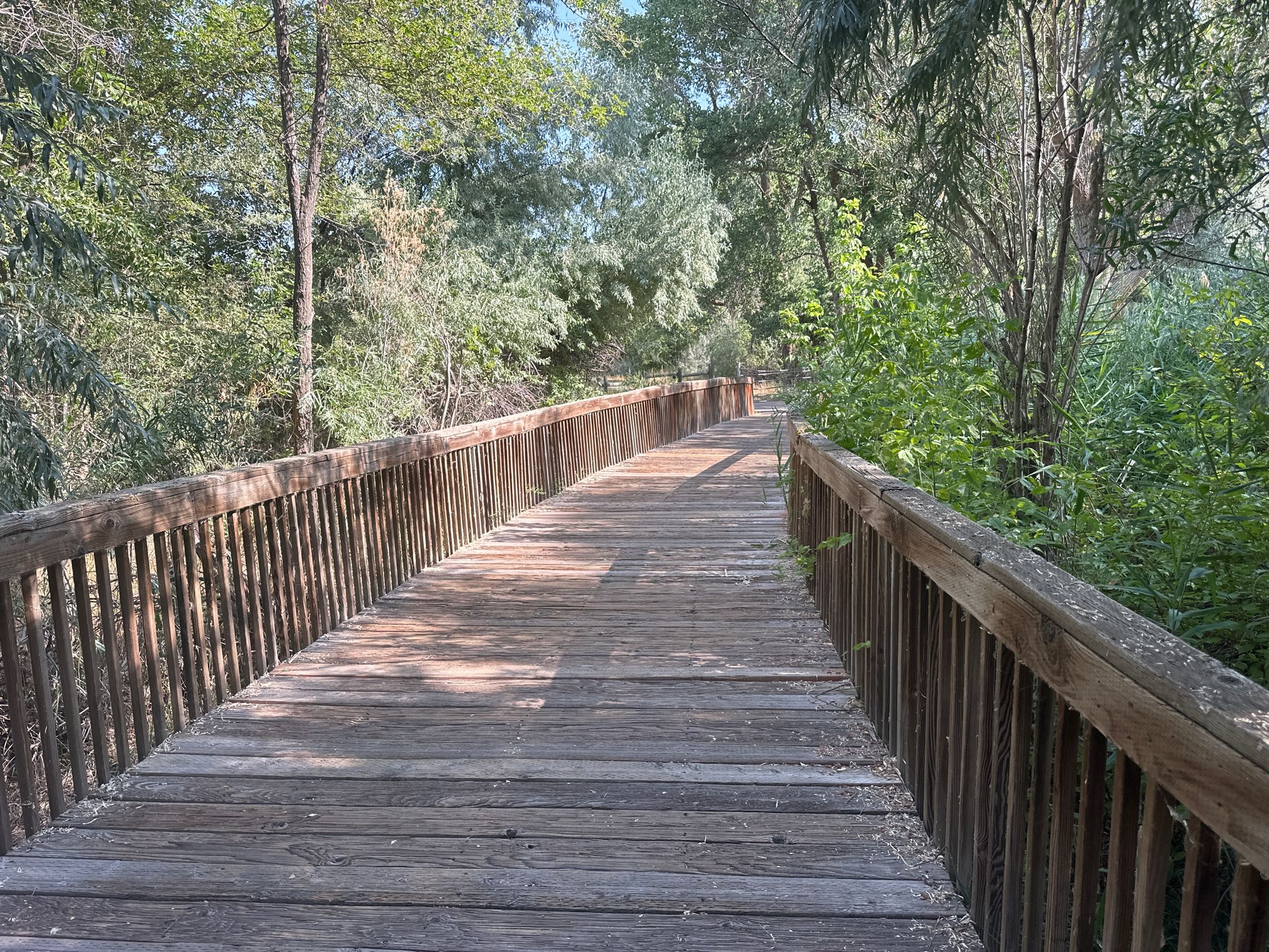 Sunny wooden boardwalk winding through lush green trees and foliage. - Pineview Reservoir via North Ogden Canyon Road loop