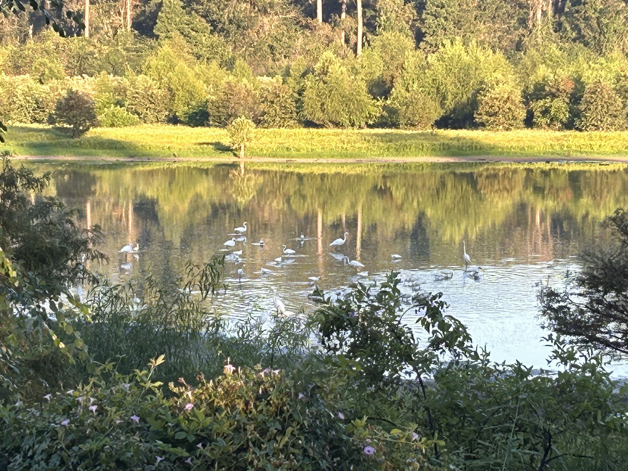 Numerous white birds on a calm lake with lush green trees under bright sunlight. - Creekside West Loop