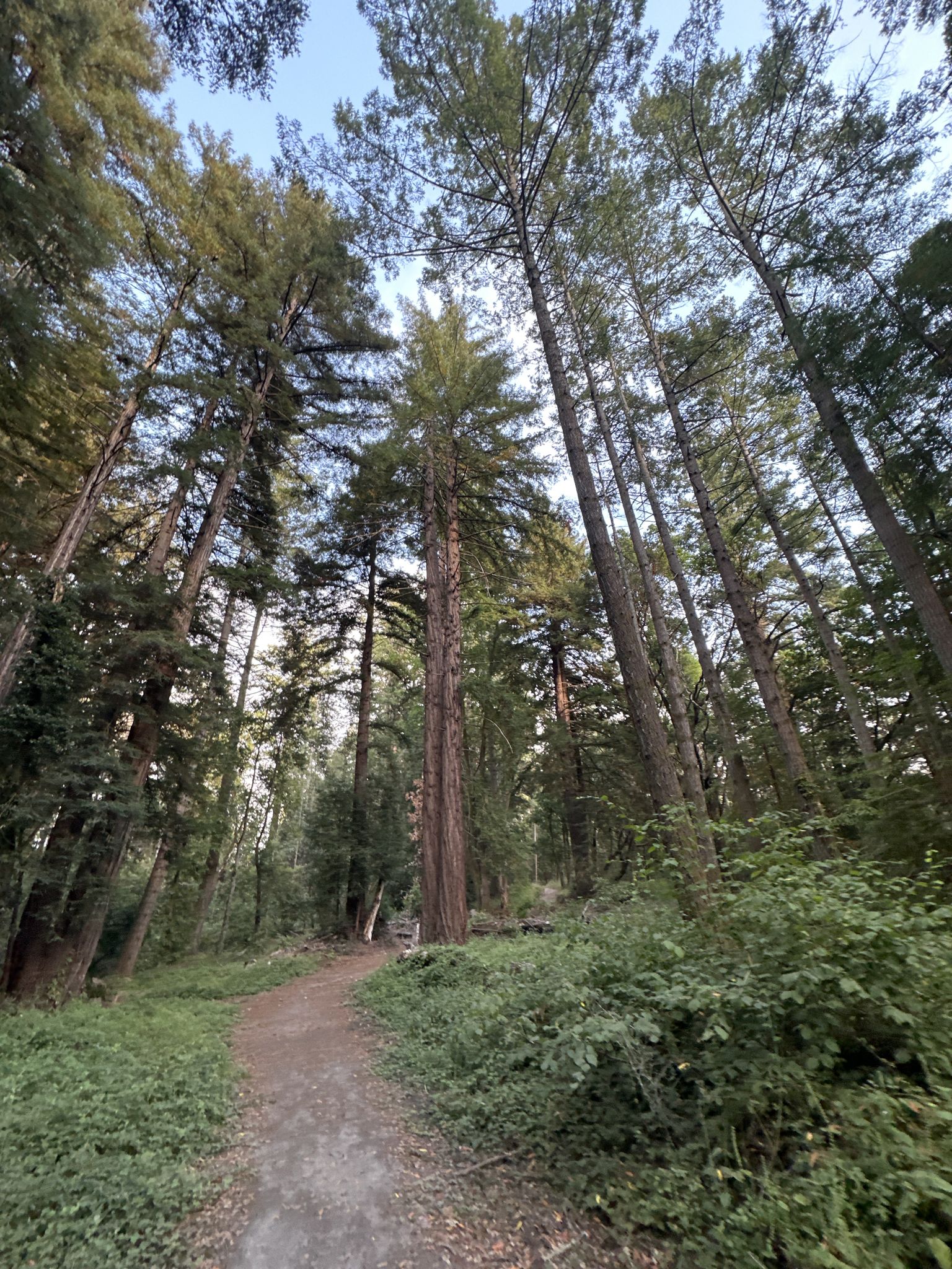 Upward view of towering redwood trees along a winding dirt path. - Fern Trail – Horse Trough Spring loop from Santa Cruz
