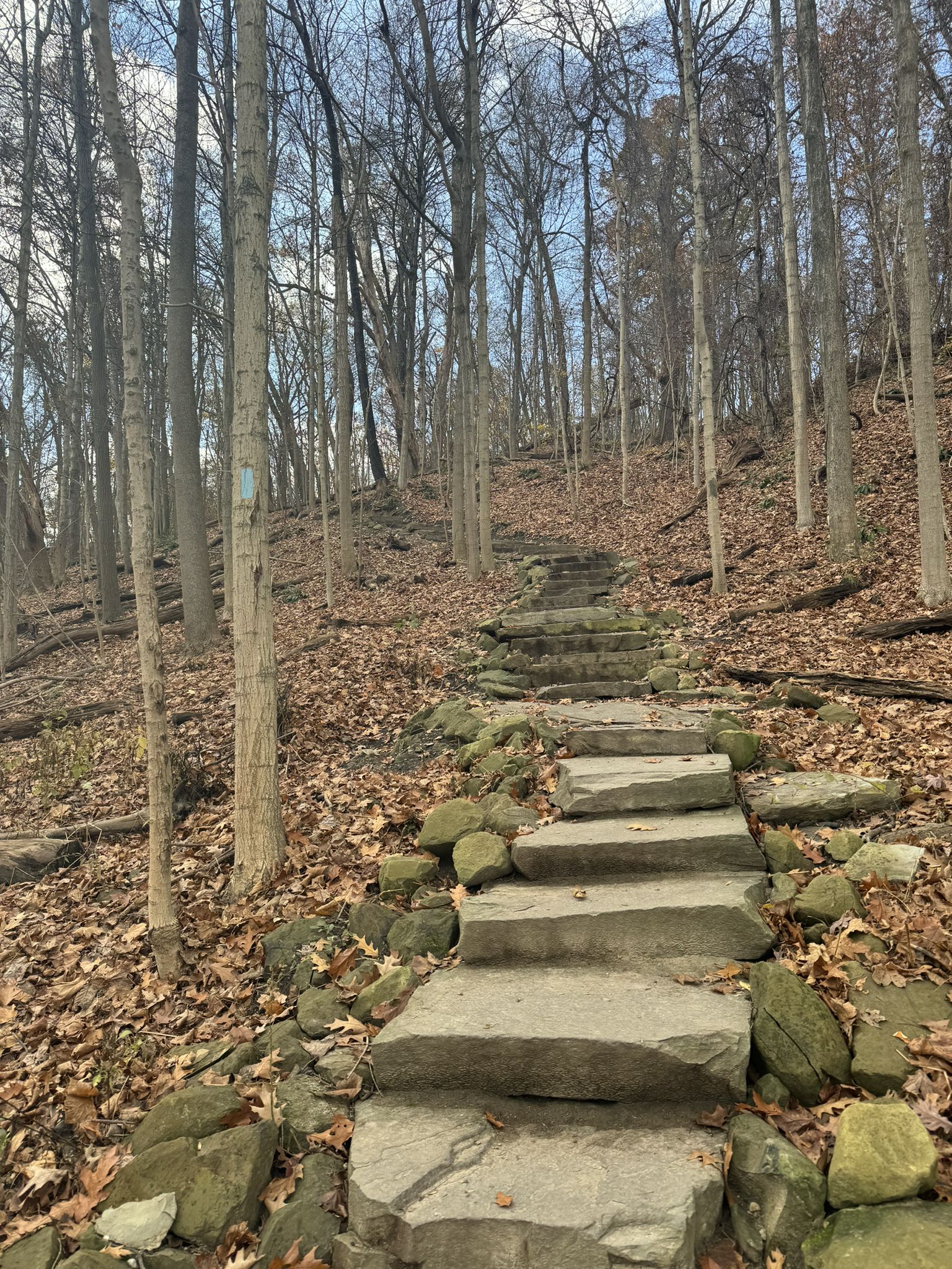 Stone steps ascend a steep, leafless forest hill covered in fallen leaves. - Jaite Mill Bridle and Buckeye Trail Loop