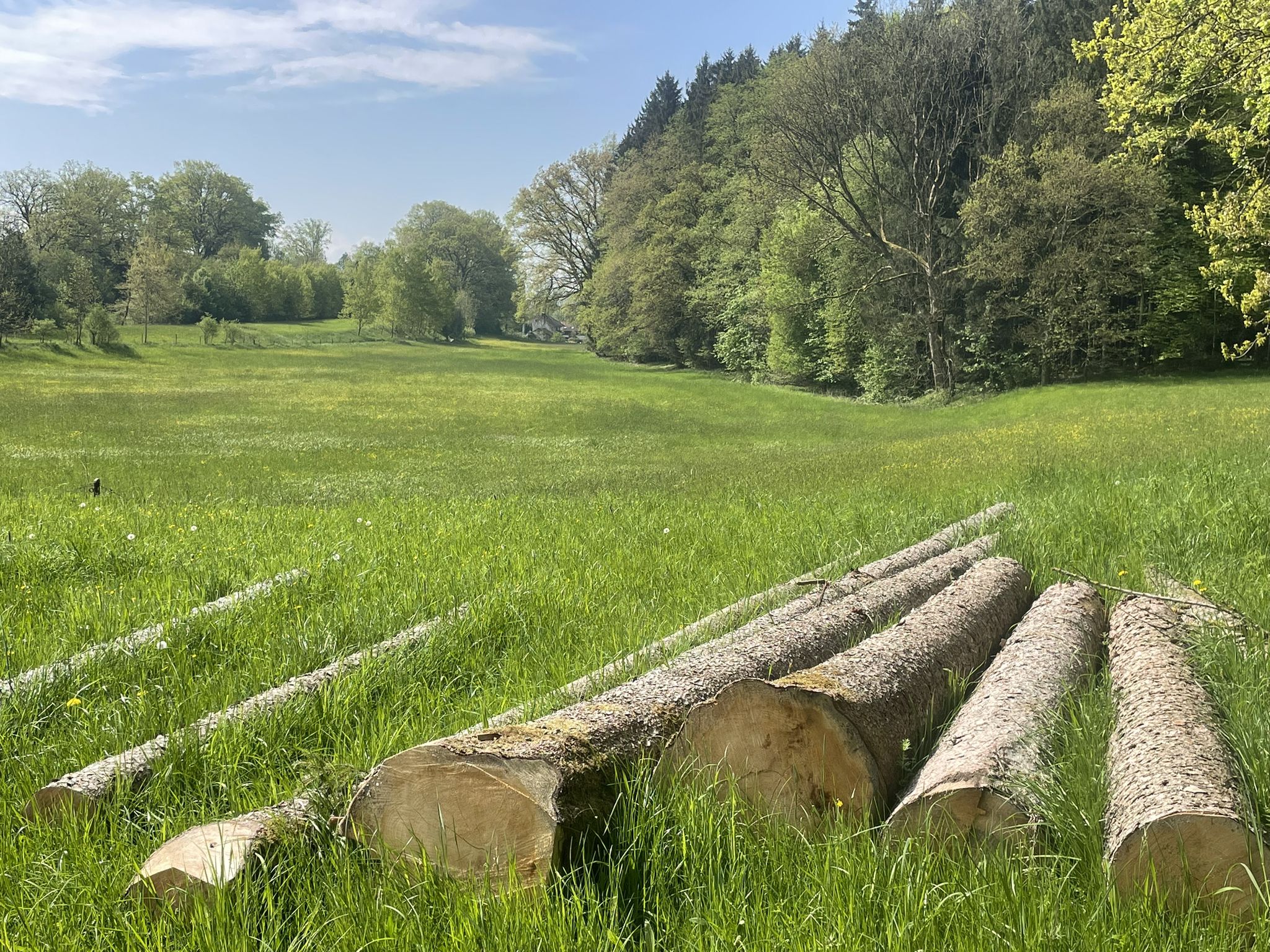 Blick vom Waldrand in Richtung Seewies