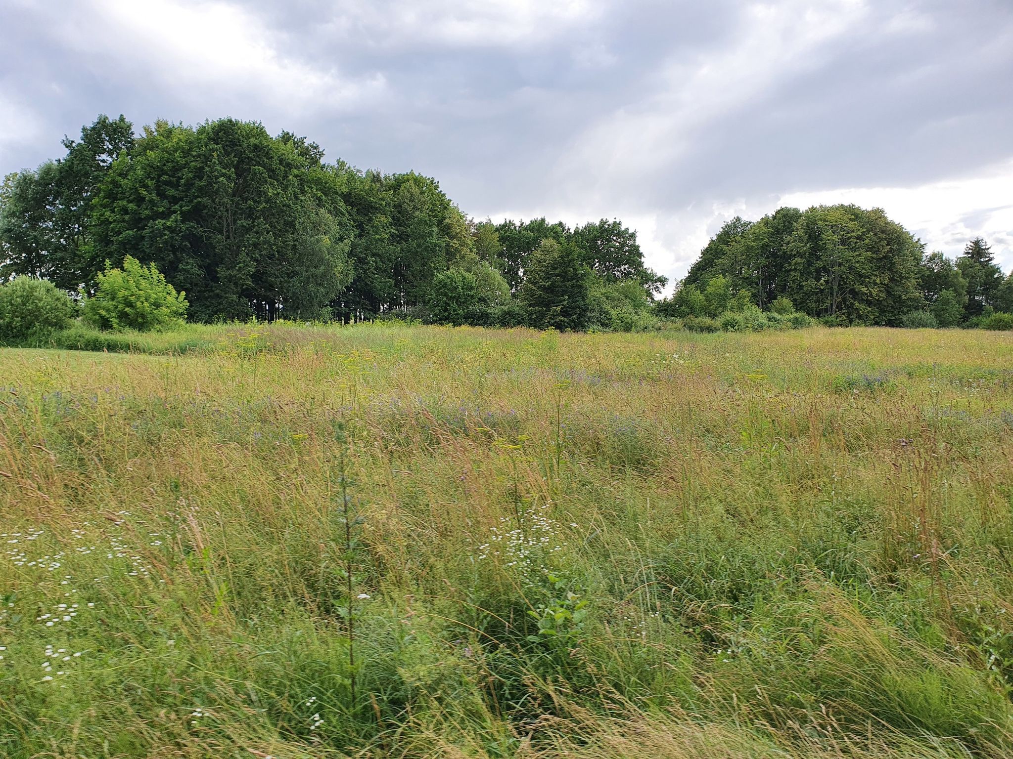 grasshopper field