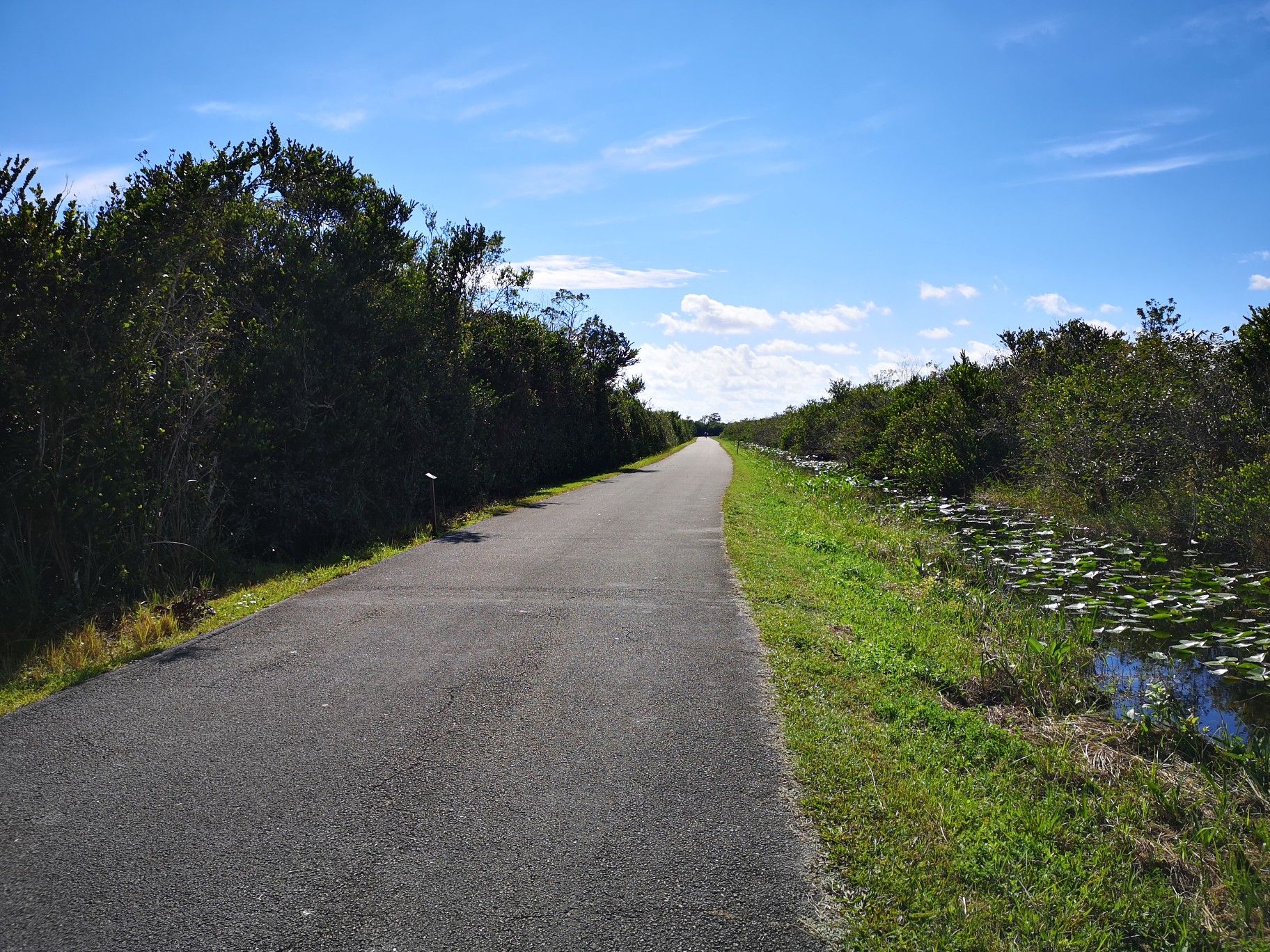 Paved road bordered by dense green trees and a canal with lily pads. - Bike loop from Shark Valley