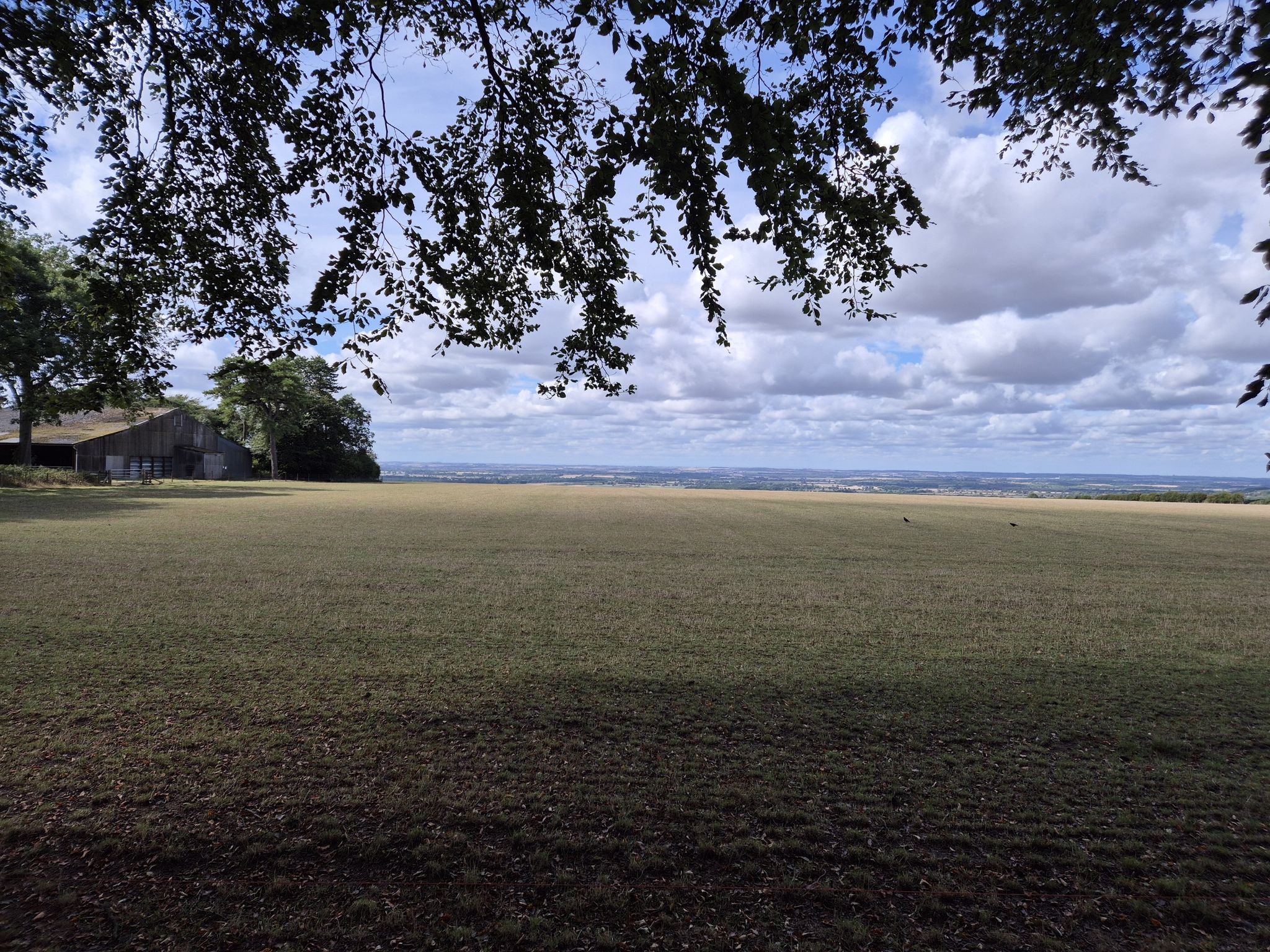 at the tree