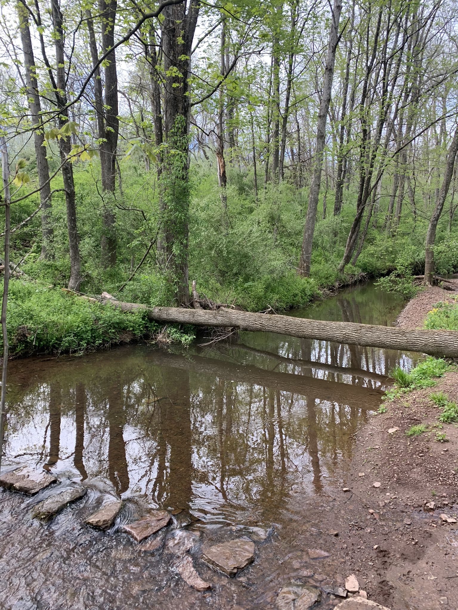 A fallen log bridges a stream with stepping stones, surrounded by green trees. - Woolsey Park Loop