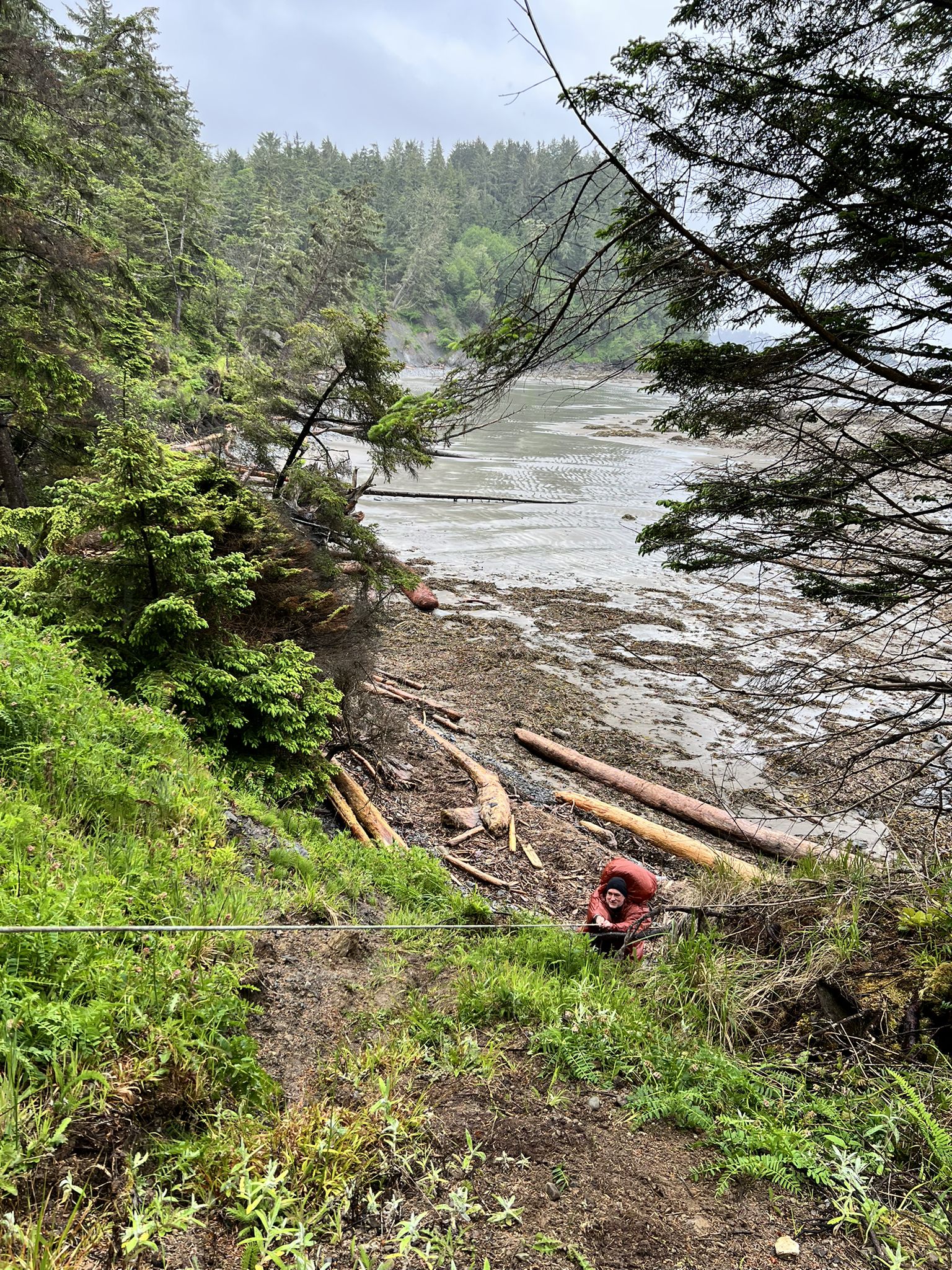 Overcast view of a forested coastline with a muddy shore and logs. - Shi Shi to Ozette River Beach Travelway