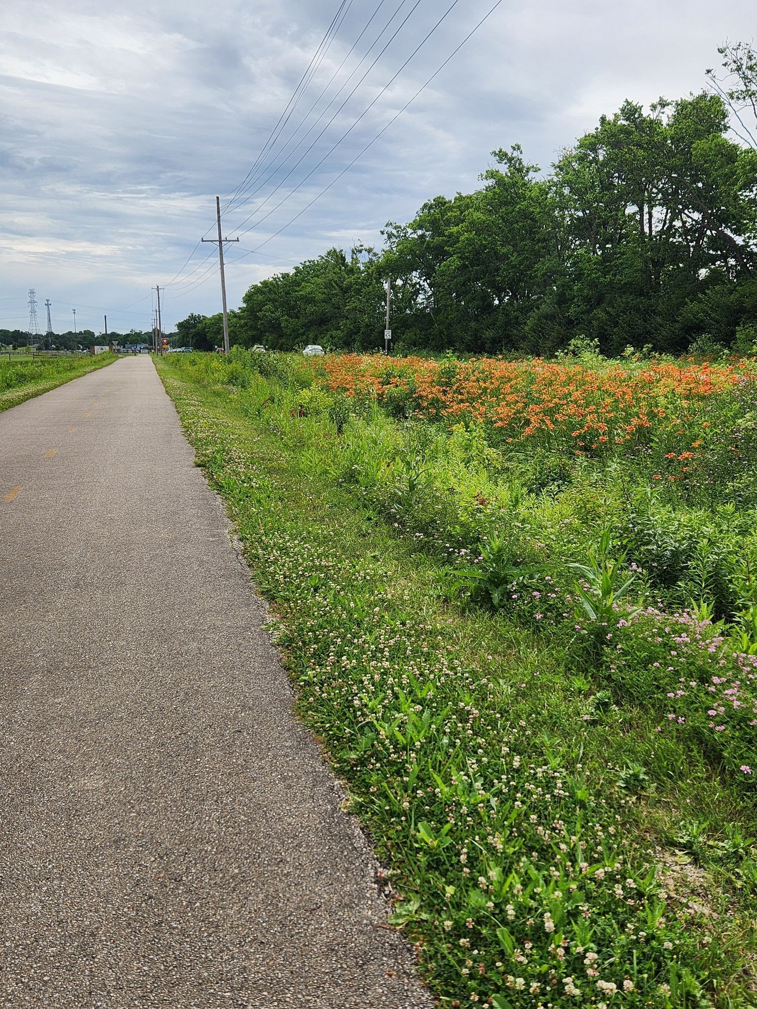 Paved path next to vibrant orange wildflowers under a cloudy sky. - Kroger Hills – Kroger Hills loop from Norwood