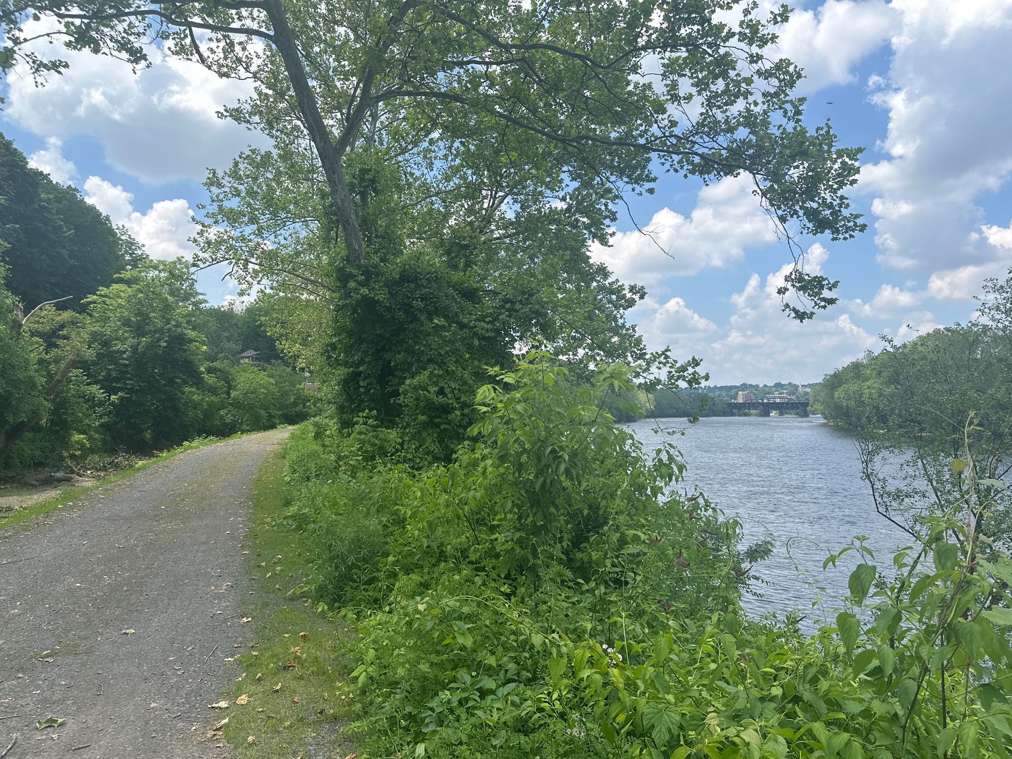 A dirt path winds beside a wide river with green foliage. - Delaware Canal State Park – Laubach Island loop from Riegelsville