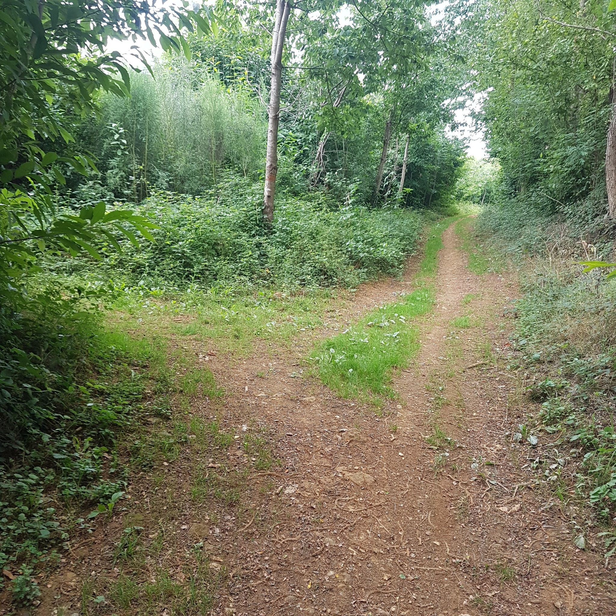 descente ruban vert