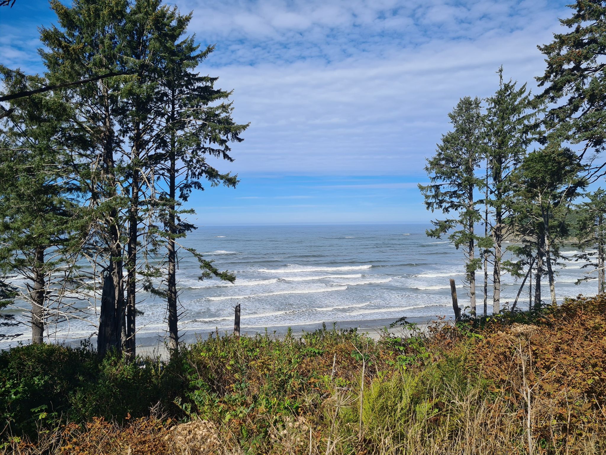 Bright coastal view with ocean waves, sandy beach, and tall evergreen trees. - Ruby Beach to Anderson Homestead Wildlife Area