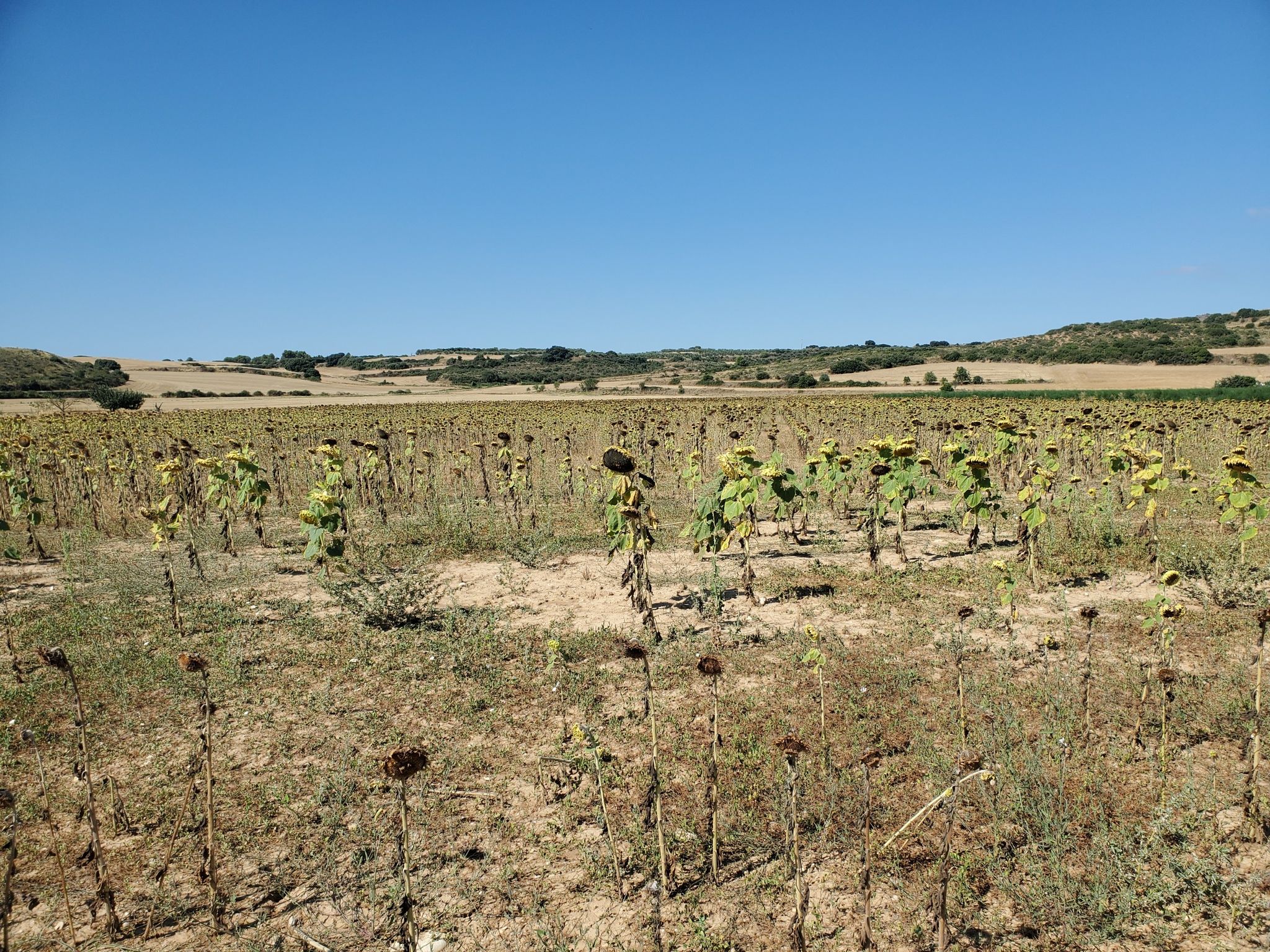 Girasoles