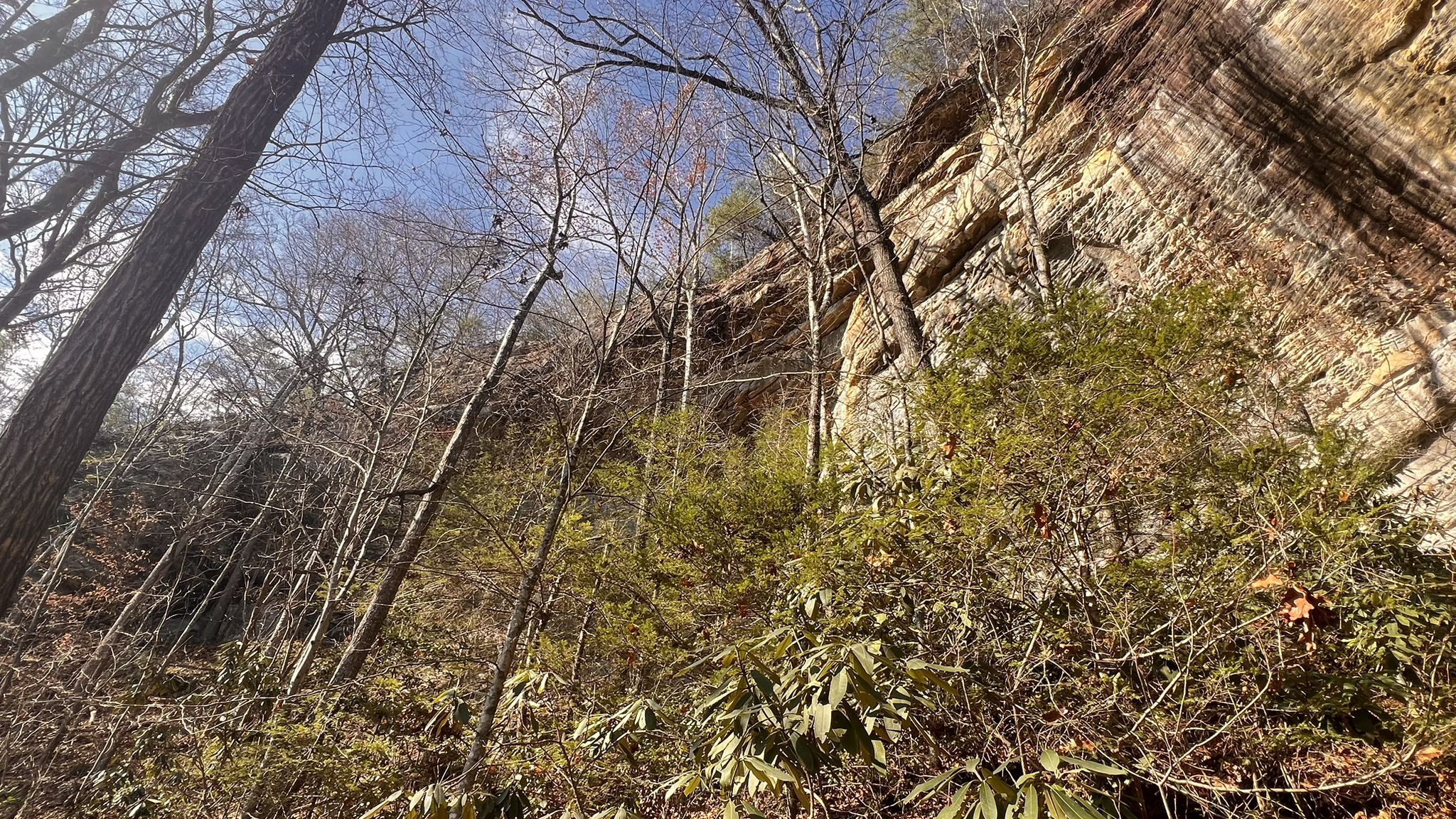 Sunny forest with tall bare trees, green bushes, and a towering rock cliff. - Twin Arches Loop Trail