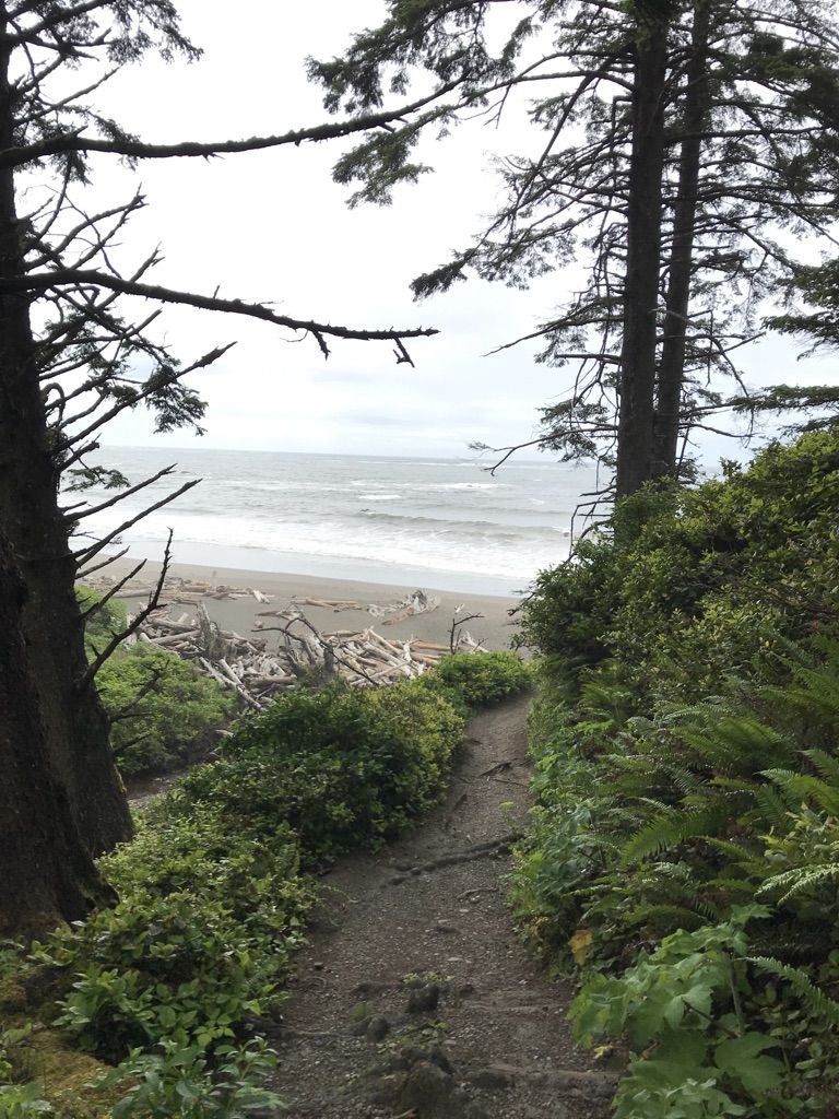 Forest path descends towards a driftwood-strewn beach with ocean waves. - Third Beach to Toleak Point Trail