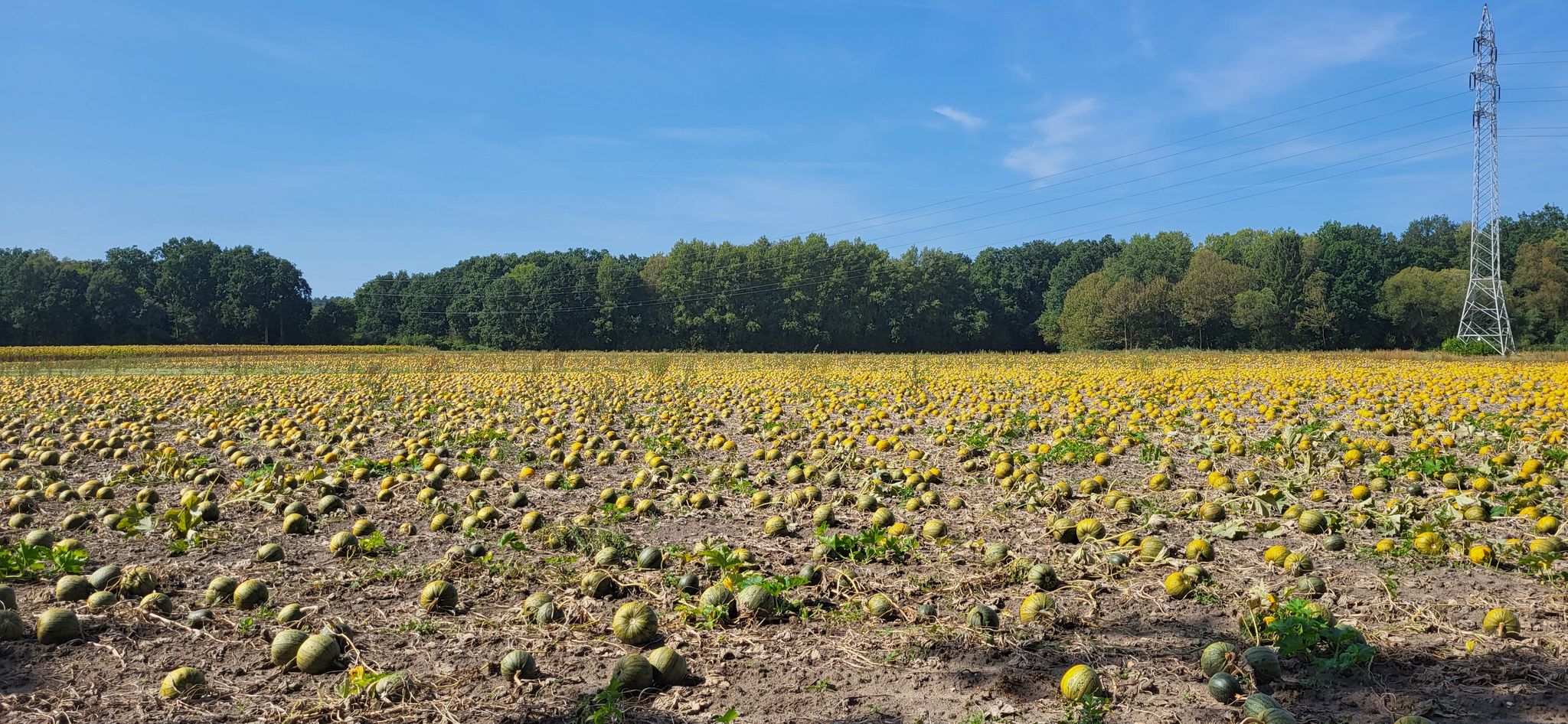 Ein Feld voll mit Öl-Kürbissen