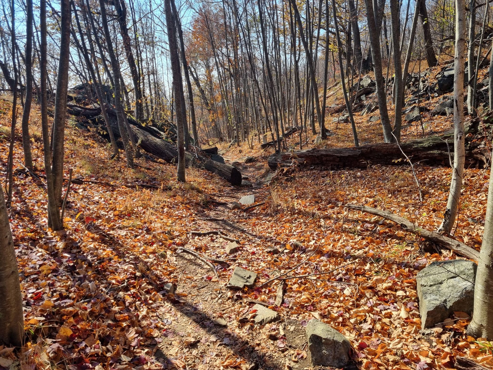 A sunlit forest path covered in orange autumn leaves with fallen trees. - Timp-Torne Trail and Dunderberg Spiral Railway and Loop