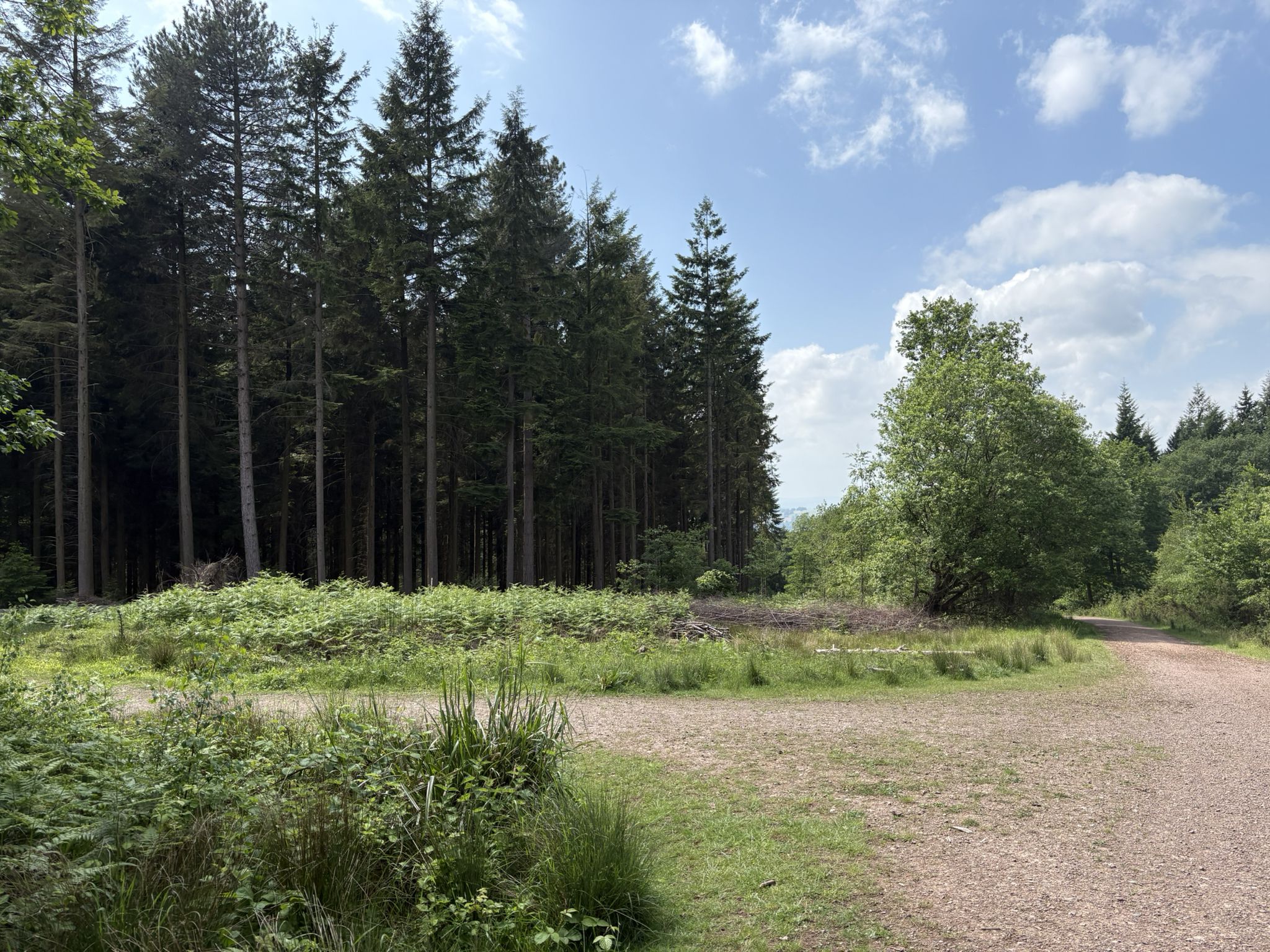 Through the woods