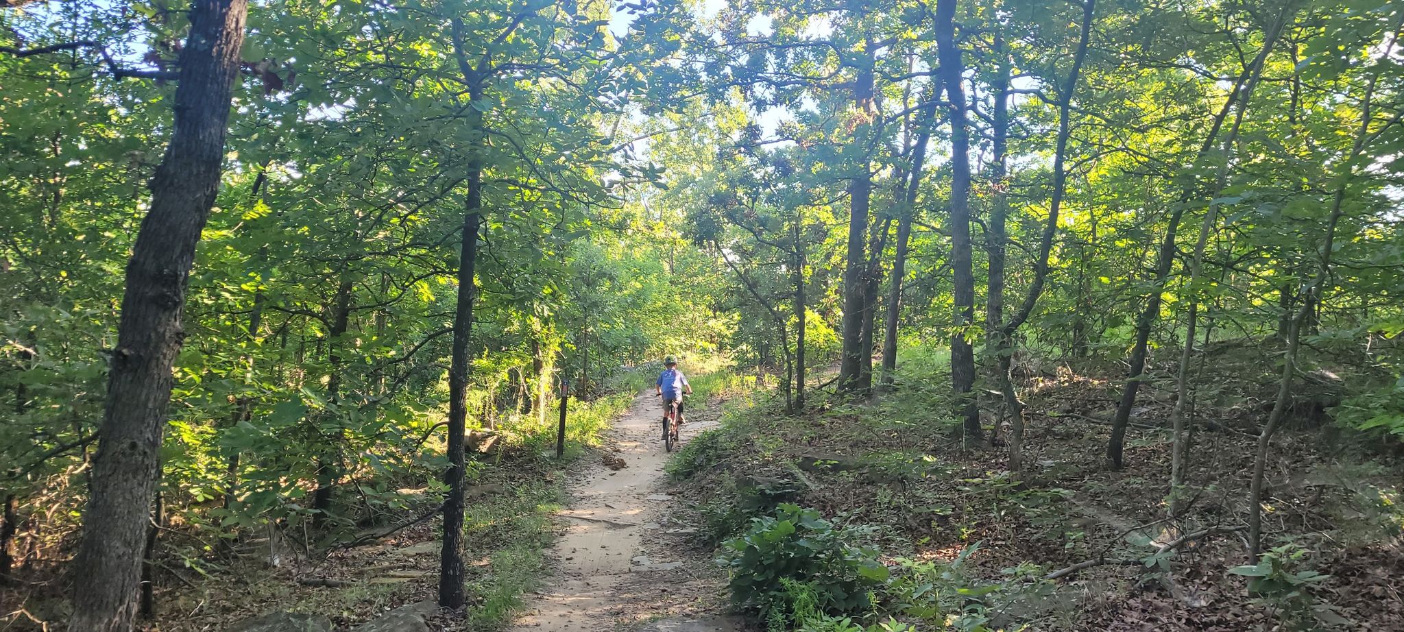 Person mountain biking on a sunlit dirt trail through a dense green forest. - 41st Street Plaza – Arkansas River loop from Westhope