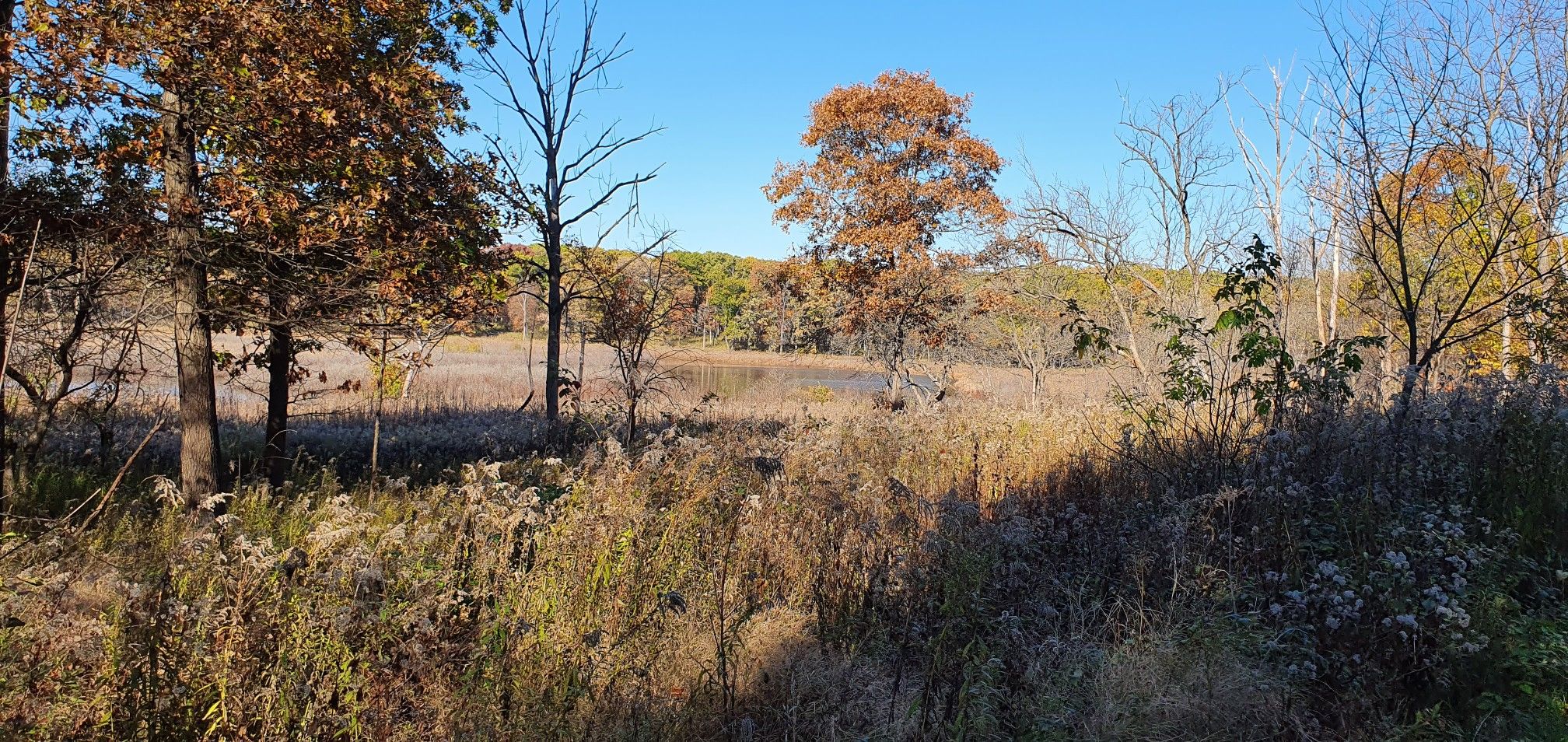Panoramic view of a pond surrounded by dry grass and autumn trees. - Palos Purple, Tan, Yellow Trails Loop