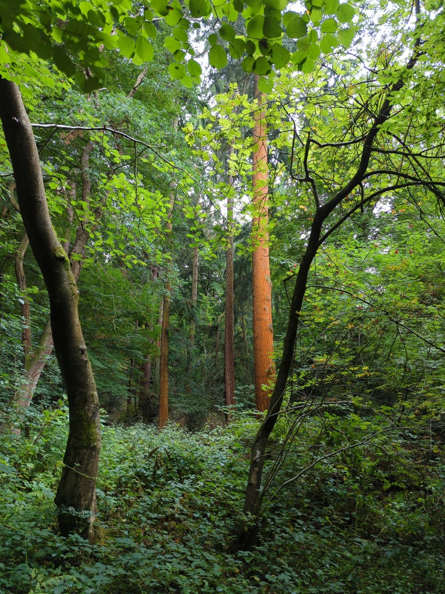 Incredible colour on the bark of this tree