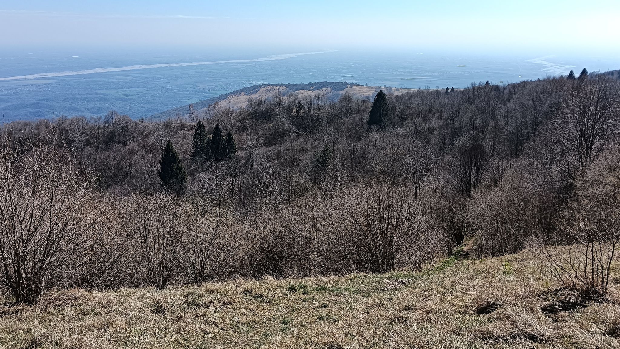 monte Curl Taront