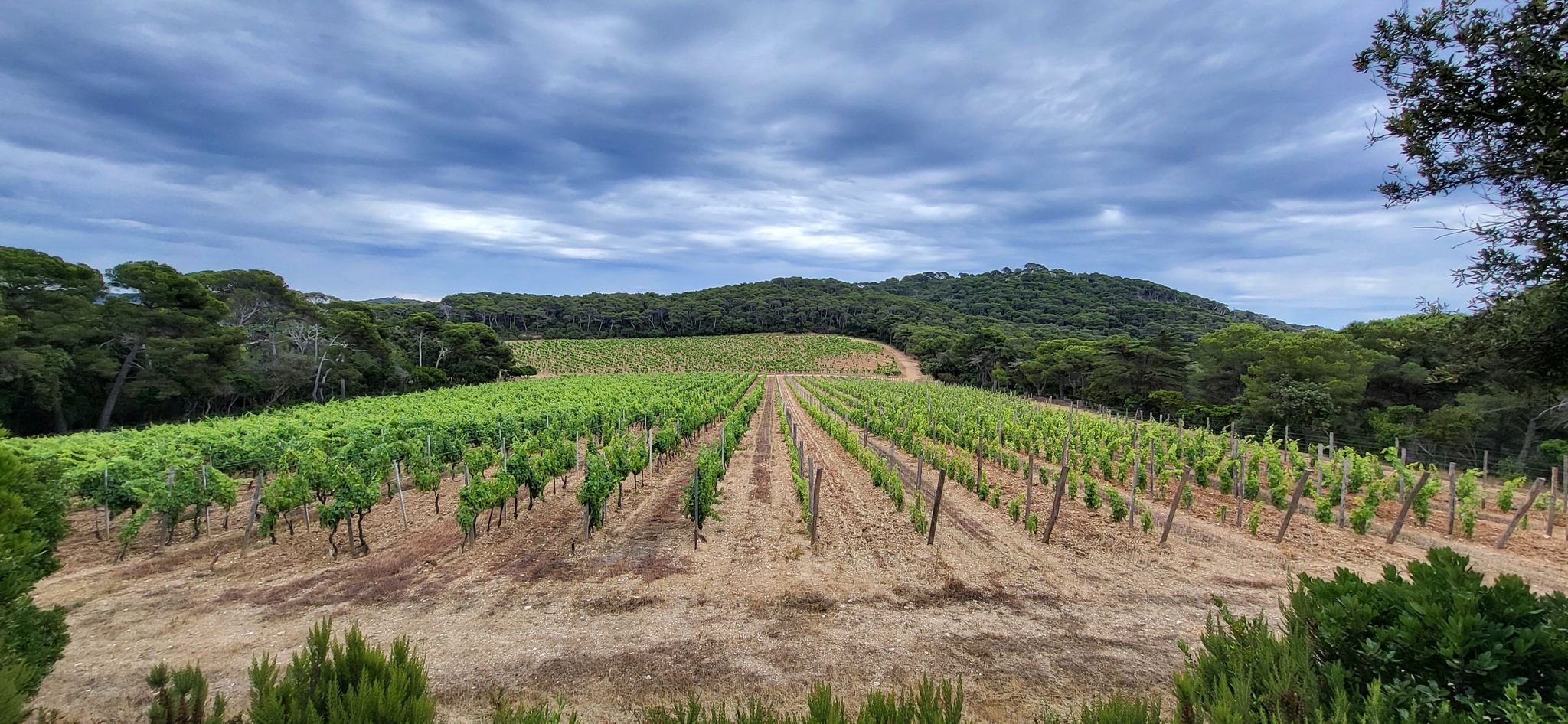 "Weinberge"