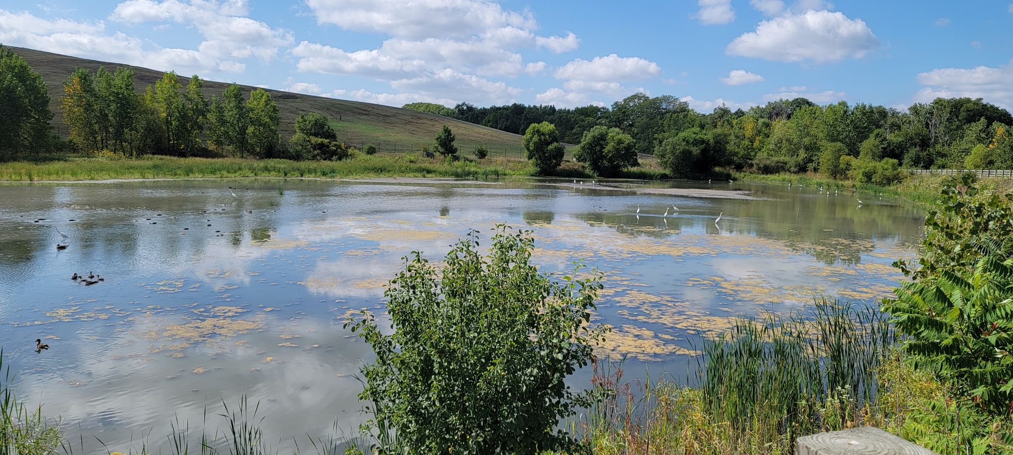 A pond with ducks and reflections, surrounded by green trees and hills. - Timber Ridge Trail – Great Western Trail loop from Hanover Park