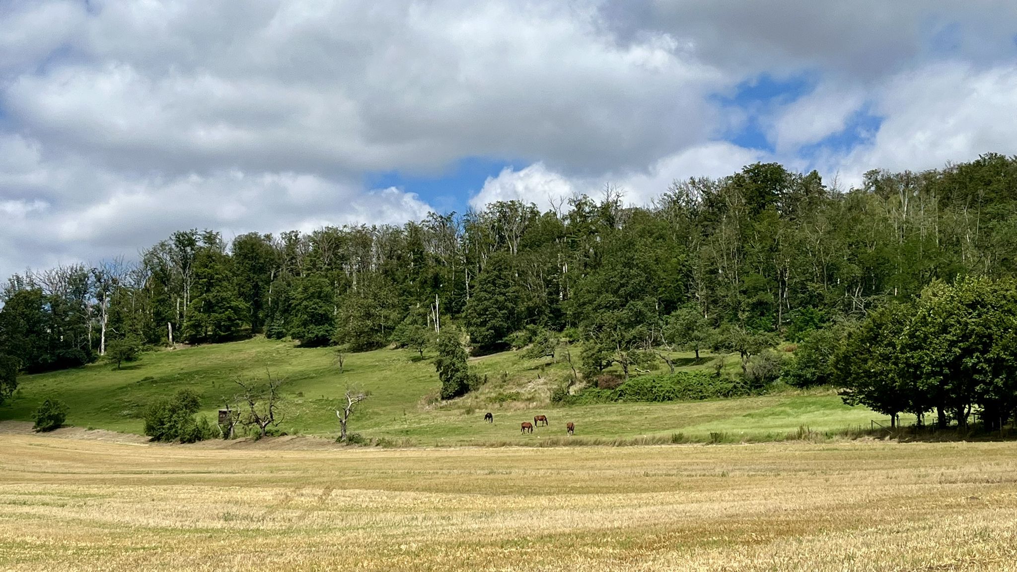Pferdeweide am Löbenberg