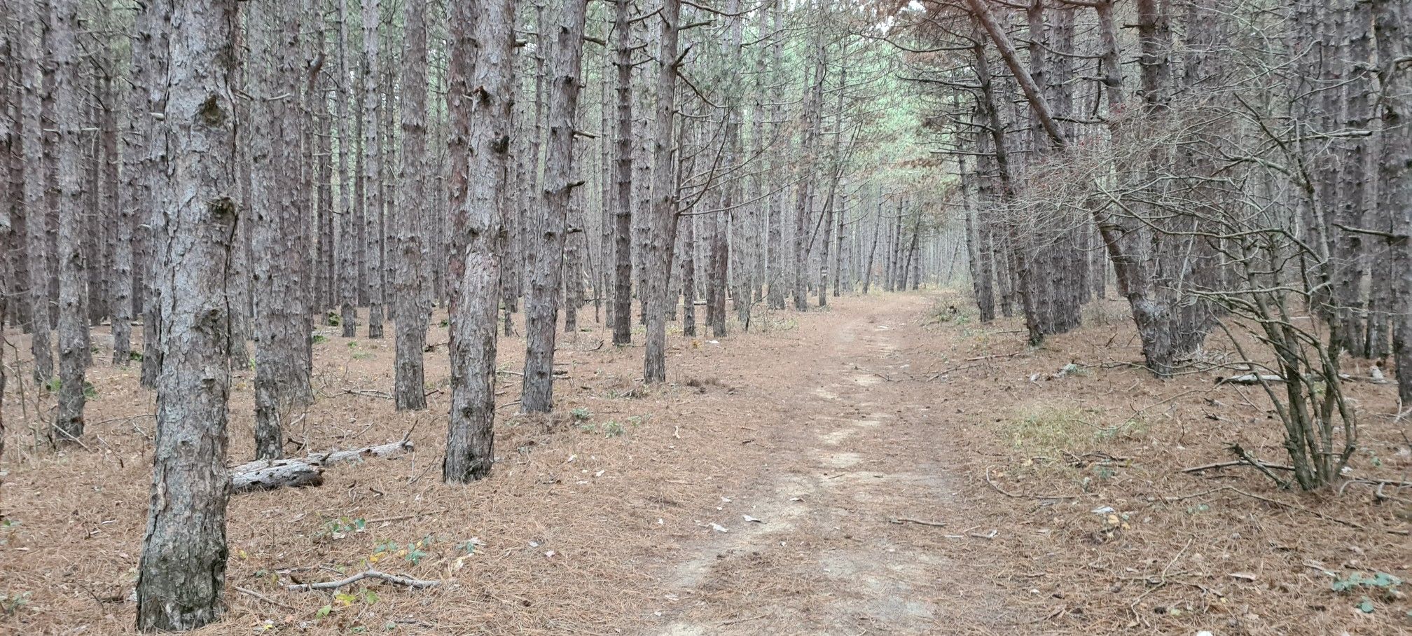 gora