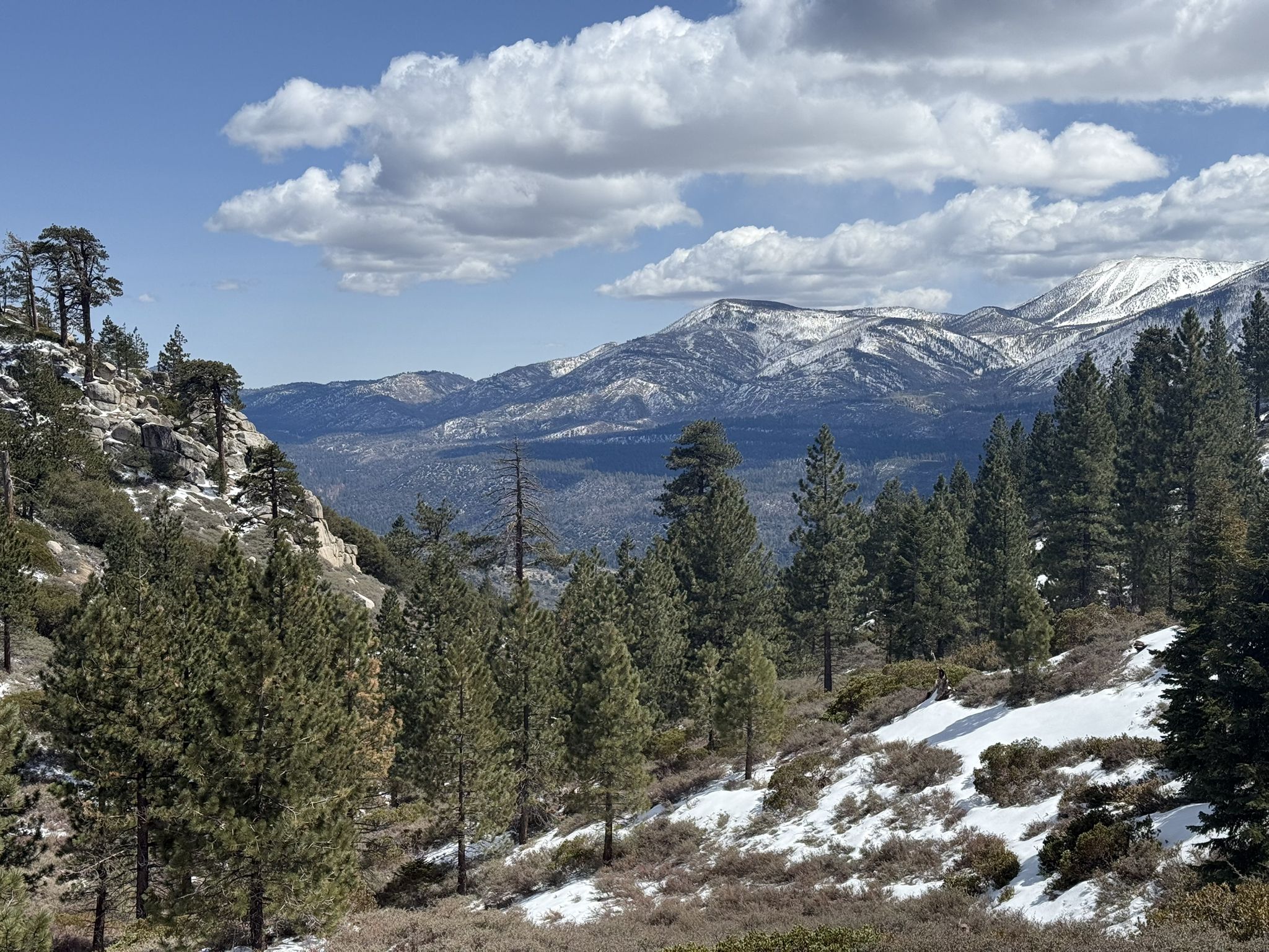 Snow-dusted pine forest and distant snow-capped mountains under a cloudy sky. - Skyline Trail Loop
