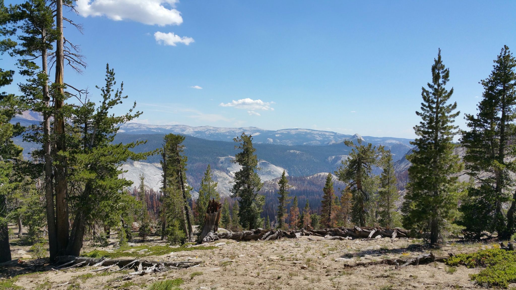 Pine trees frame a distant mountain range under a clear blue sky. - Half Dome Loop via Clouds Rest from Tenaya Lake