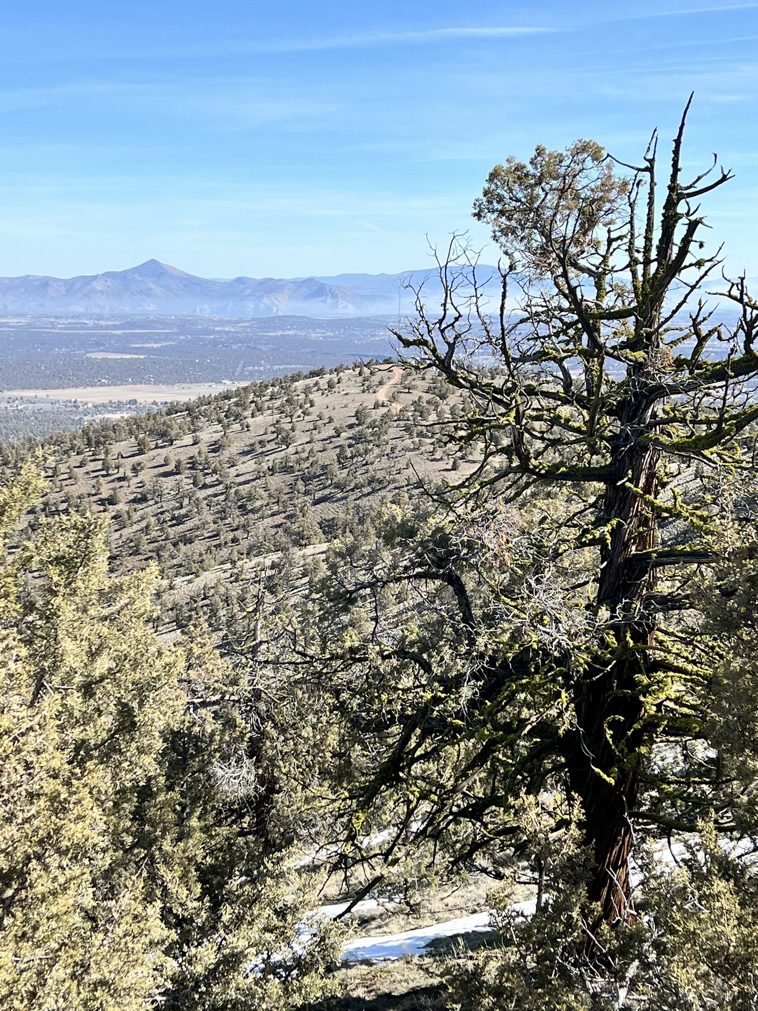 Gnarled tree overlooks a sunny, forested valley with distant mountains and patches of snow. - Cline Buttes Trails near Bend, Oregon