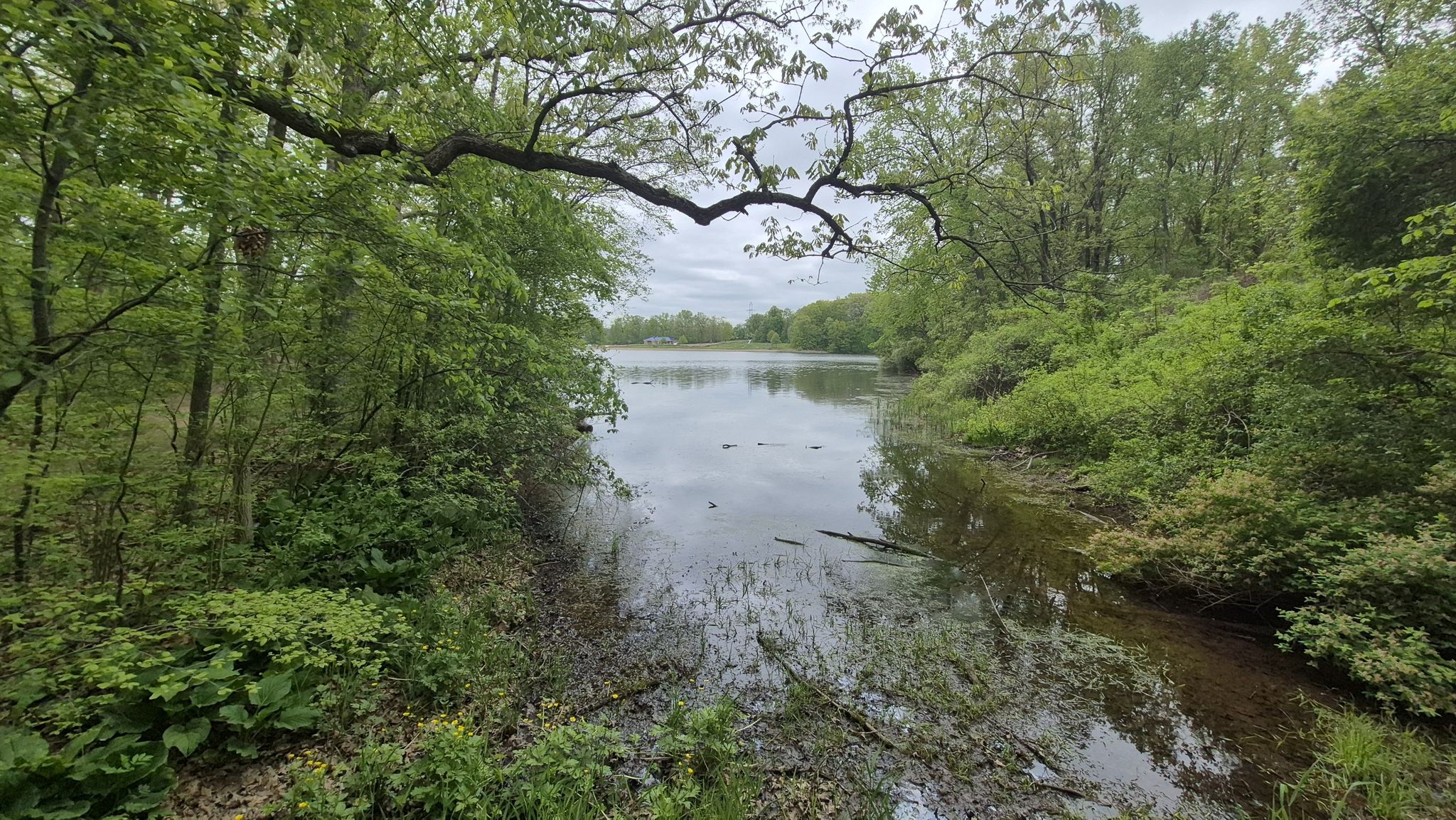 Overcast view of a calm lake surrounded by dense green forest. - Bald Mountain Red Loop