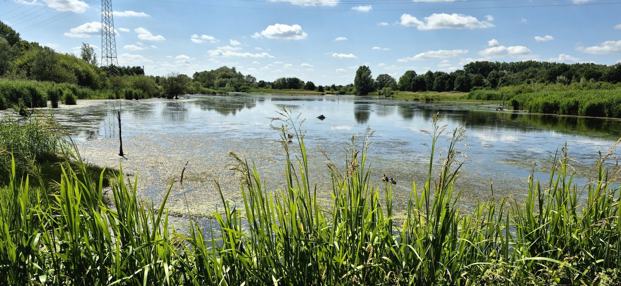 NSG Tibaum an der Lippe. Bevölkert von Reichern, Gänsen, Enten und sogar Störchen