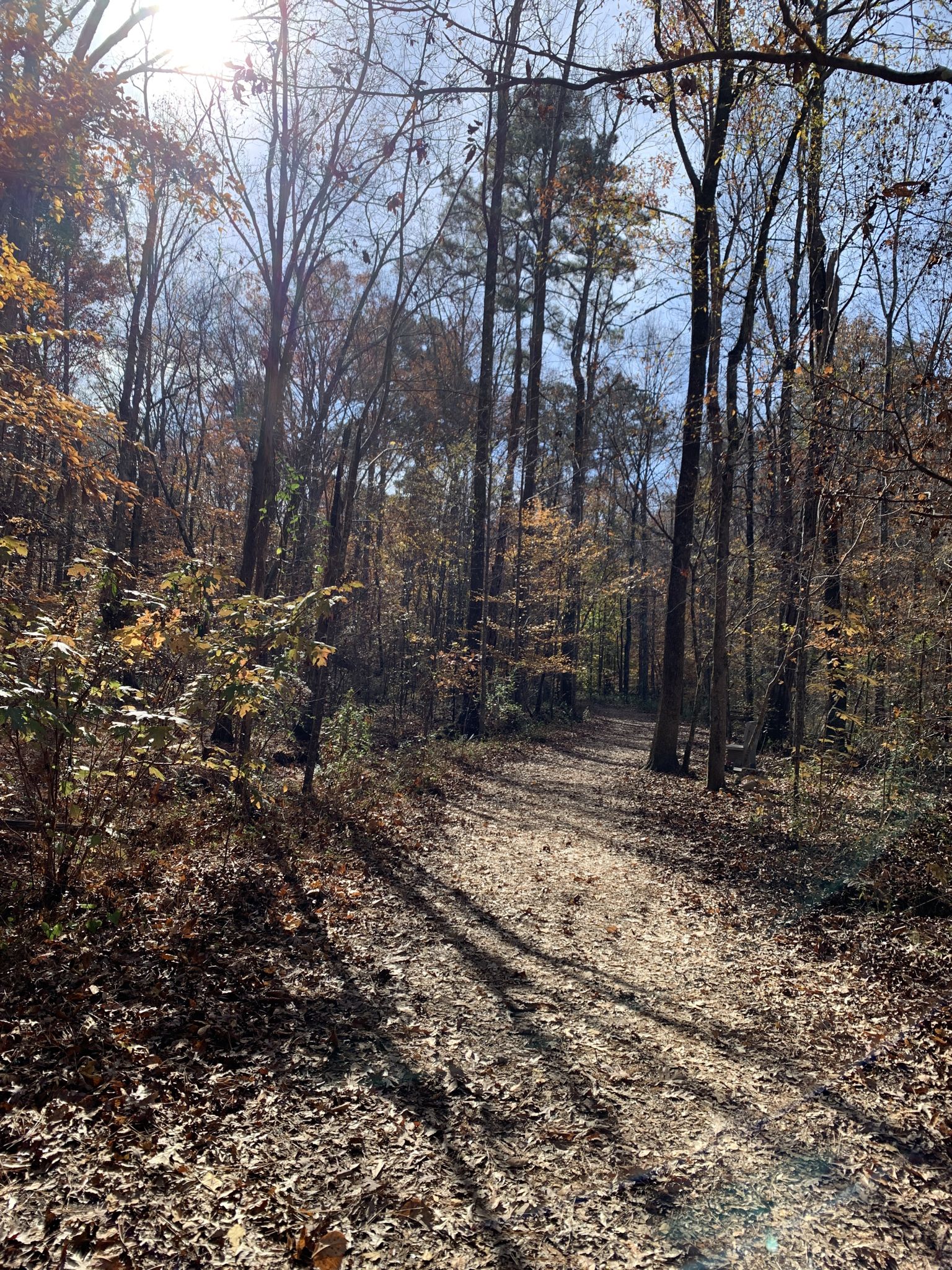 Sunlit forest path with autumn leaves and long tree shadows. - White and Blue Trail Loop