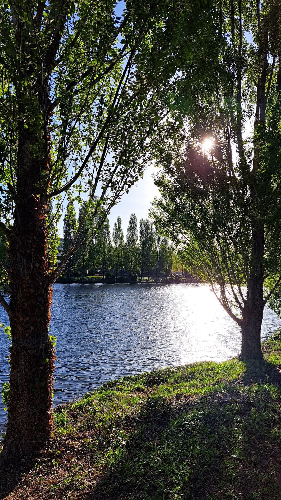 Bright sun shines through green trees onto a sparkling lake. - Golden Garden – Salmon Life Cycle Sculpture loop from Canlis