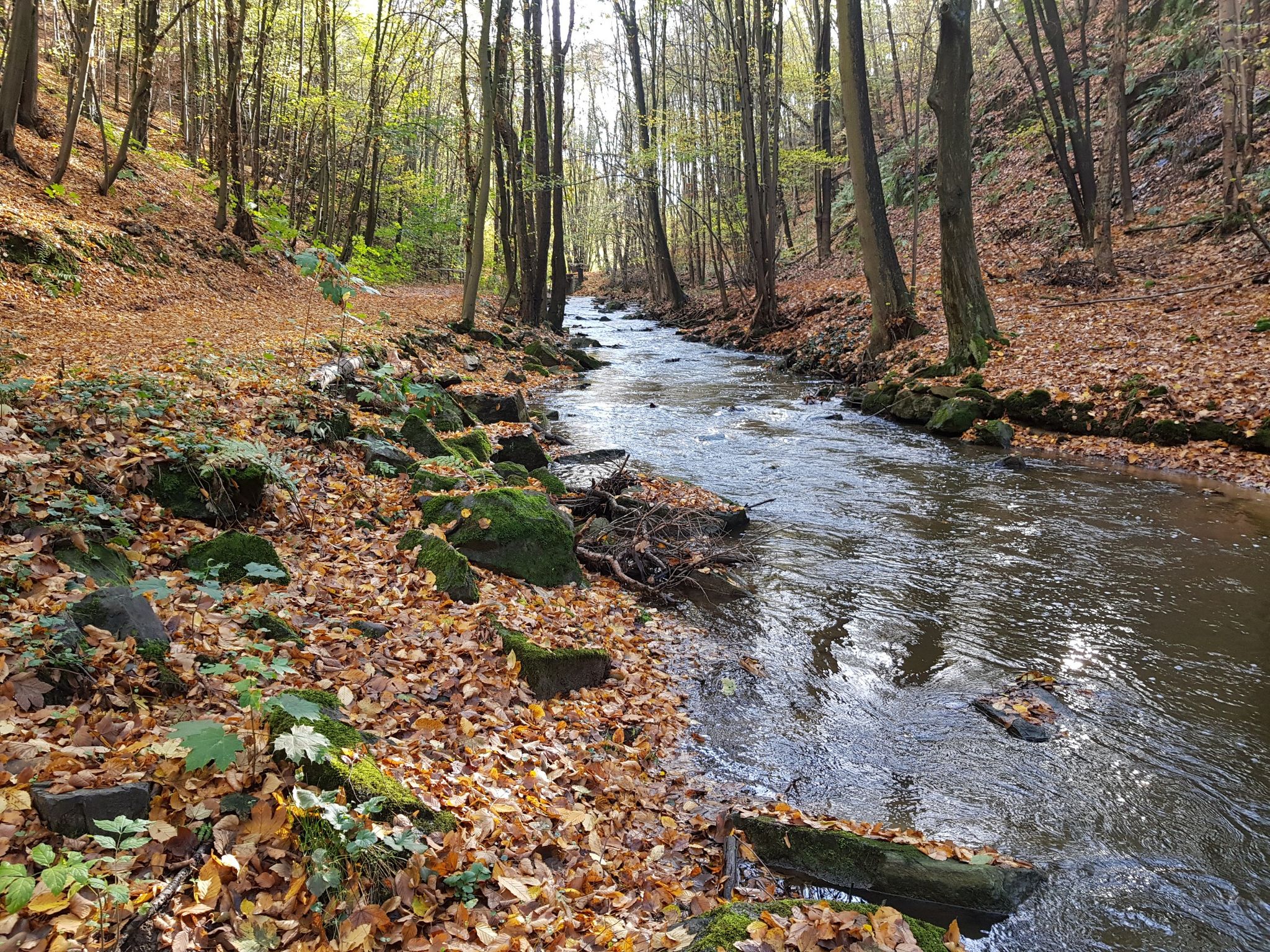 Schwarzwasser in der Nedaschützer Skala