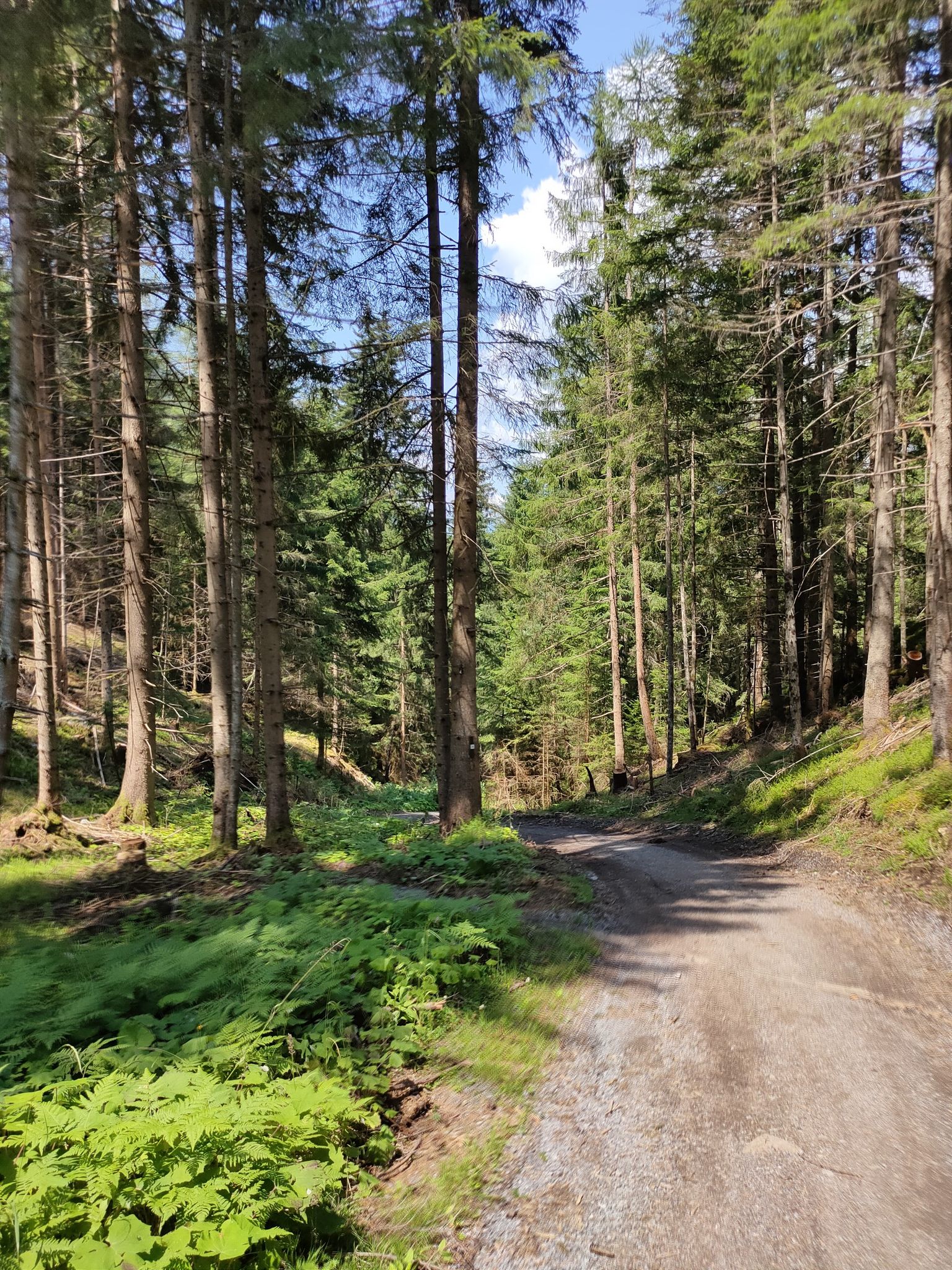 nach dem Seejöchl den Berg runter
