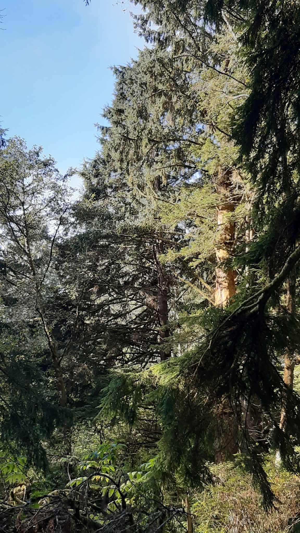 Towering evergreen trees reaching towards a bright blue sky in a dense forest. - Weatherwax Trail