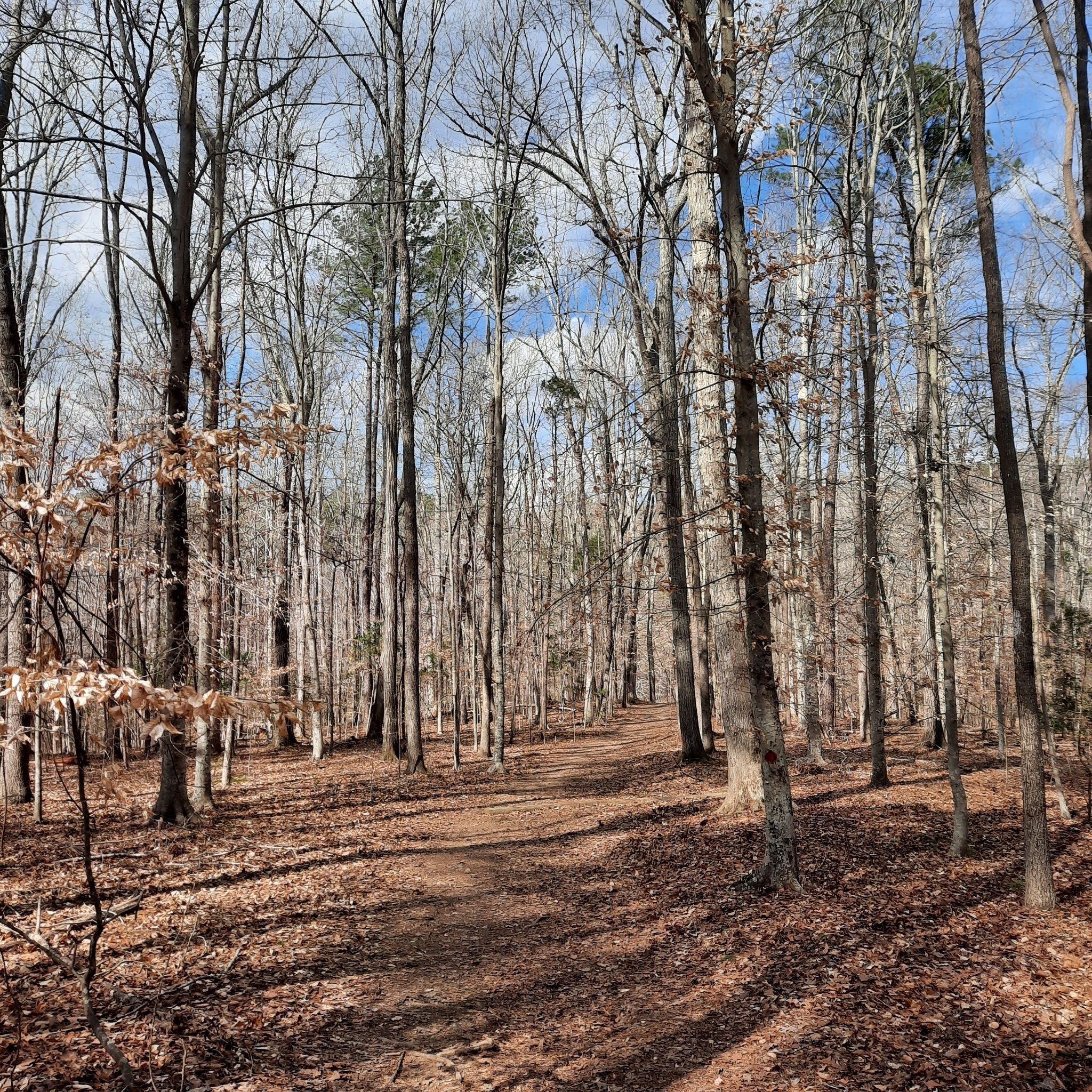 A dirt path winds through a forest of tall bare trees with fallen leaves. - Mountains-to-Sea Trail: Segment 10