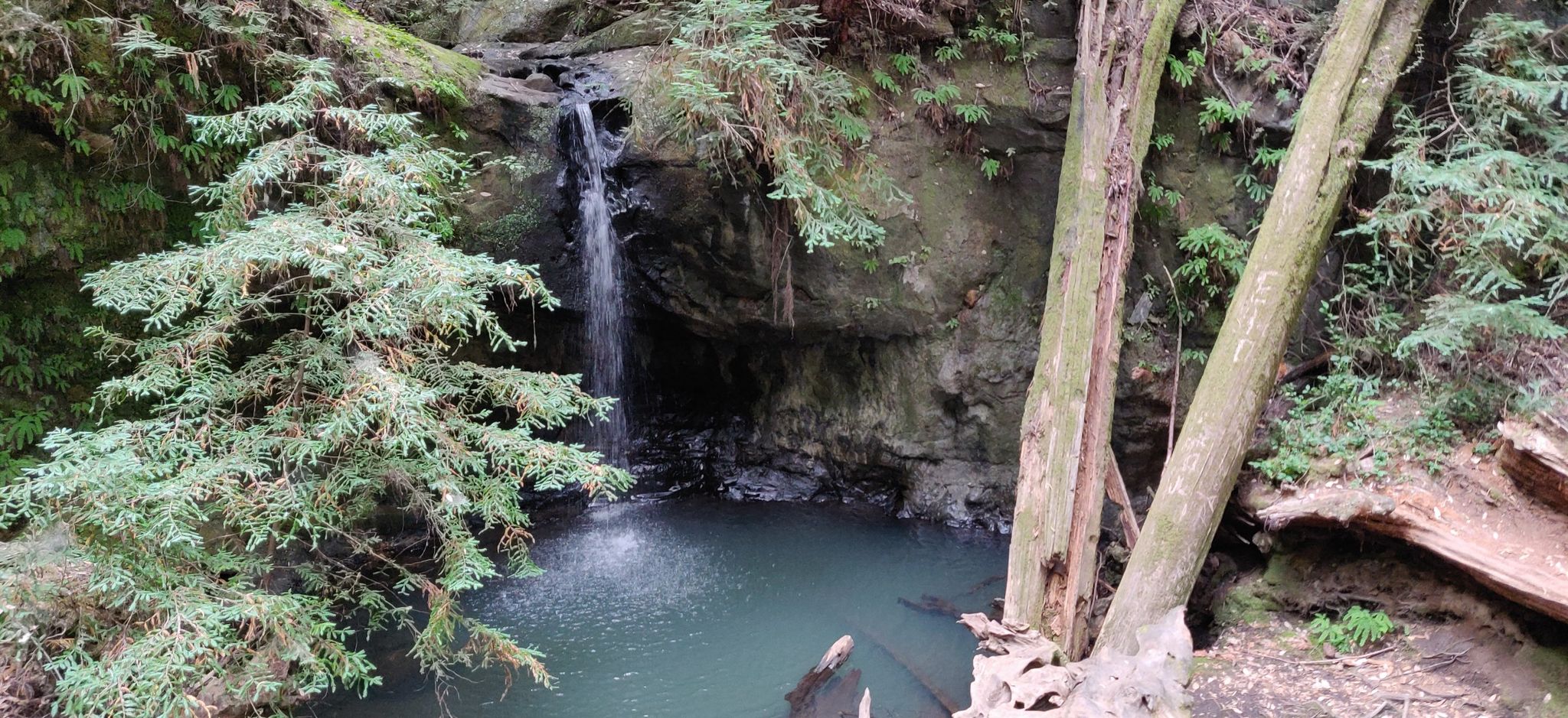 Small waterfall plunges into a dark pool, framed by green trees and logs. - Sempervirens Falls – Gazos Creek Beach loop from Sempervirens Falls