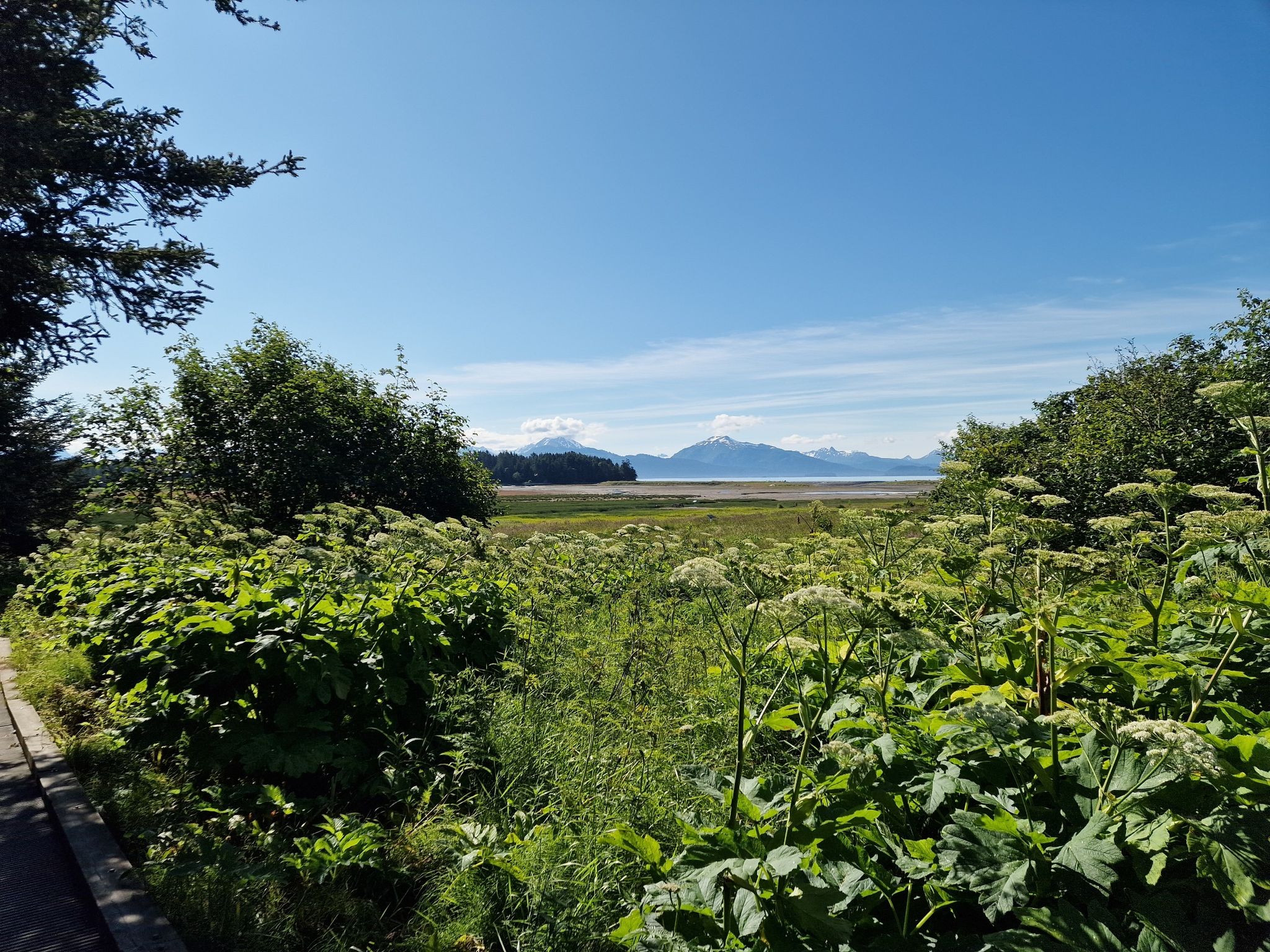 Lush green plants frame a sunny view of distant mountains across a body of water. - Beluga Slough Trail