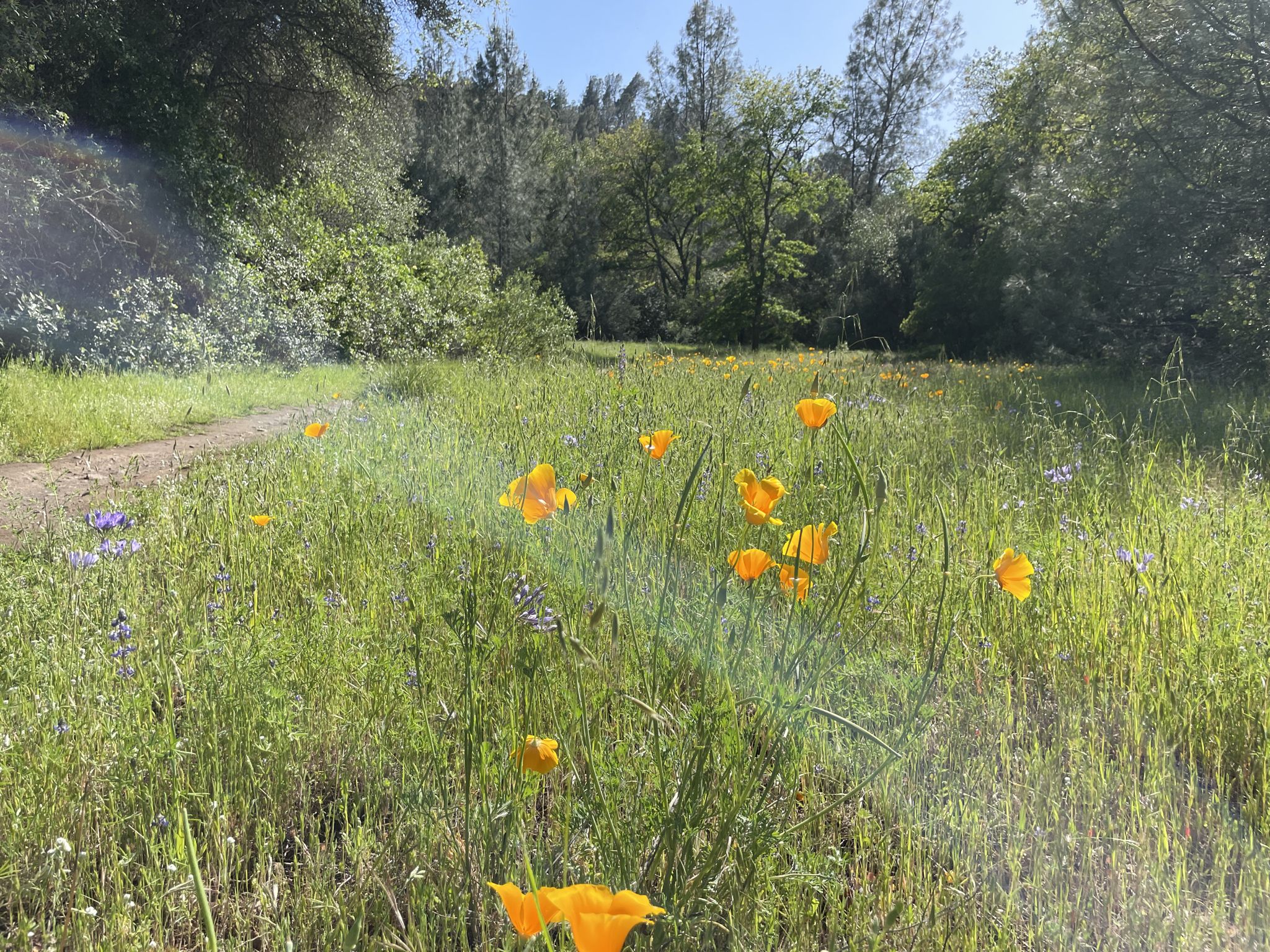Grassy field with yellow and purple wildflowers and a dirt path. Bright sun. - South Rim Trail