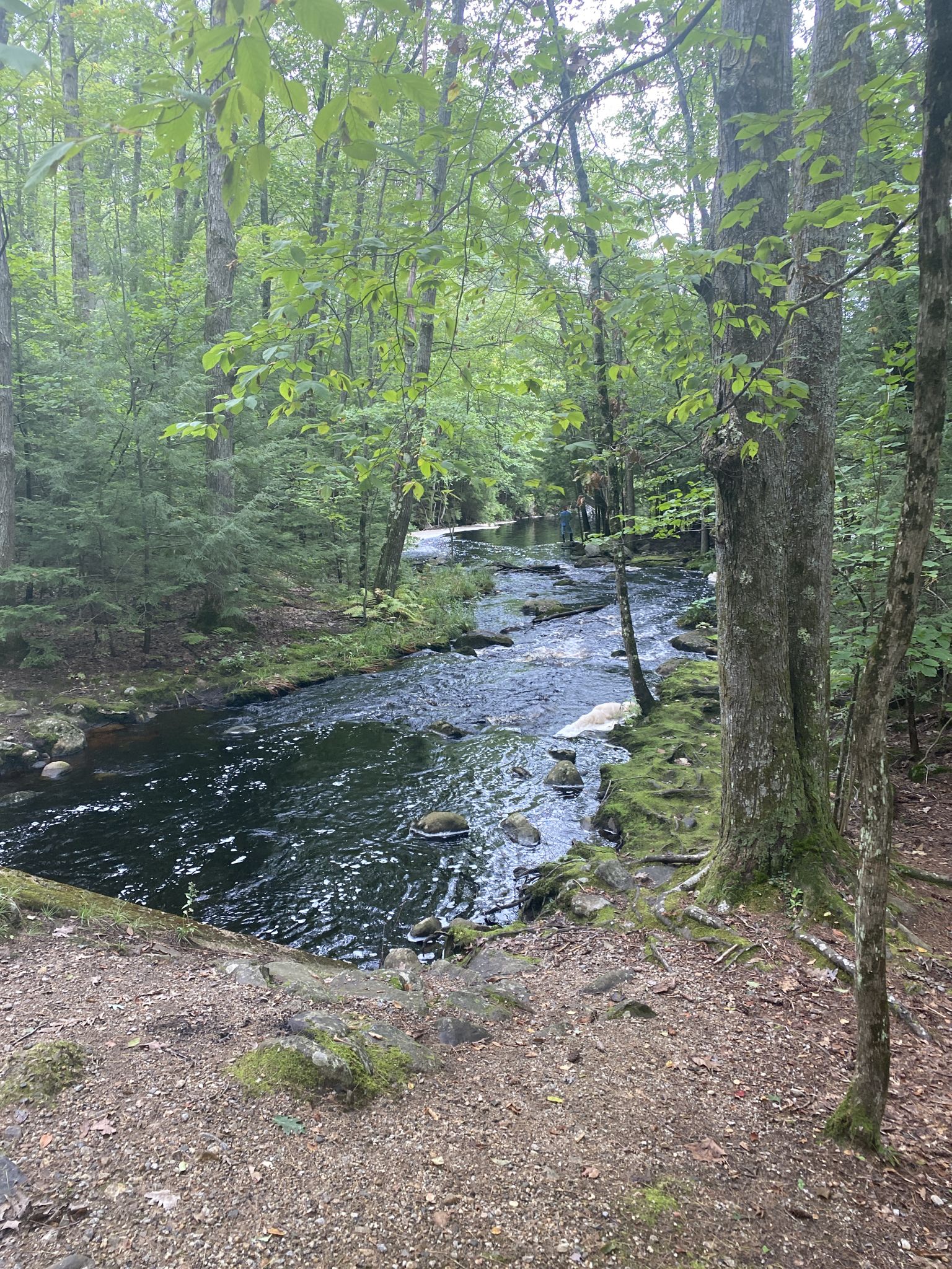 A dark river flows through a lush green forest on an overcast day. - Tower Hill Pond loop