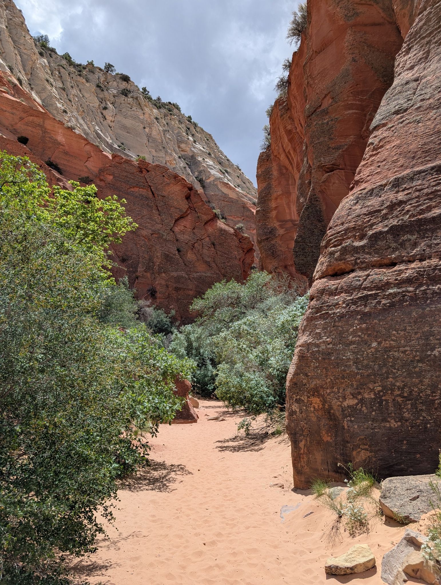 Sandy path winds between towering red canyon walls with green foliage. - Red Hollow Slot Canyon Trail