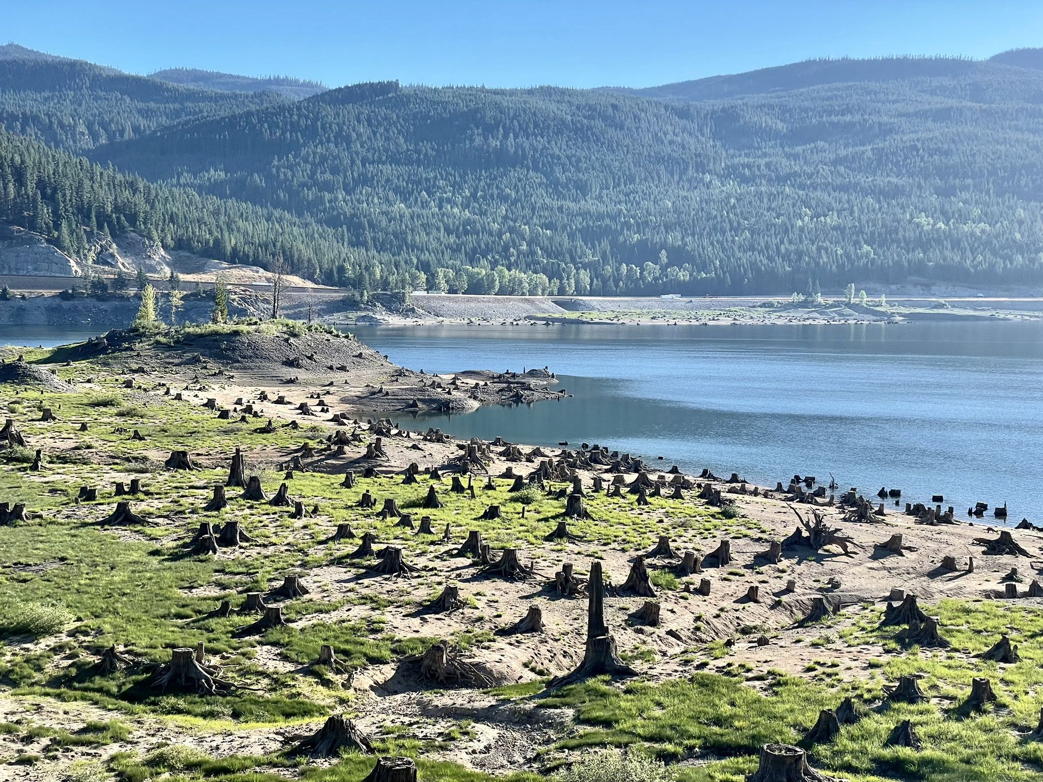 Lake shore with numerous tree stumps, green grass, and distant forested mountains. - Keechelus Lake – "The Seals" loop from Snoqualmie Pass